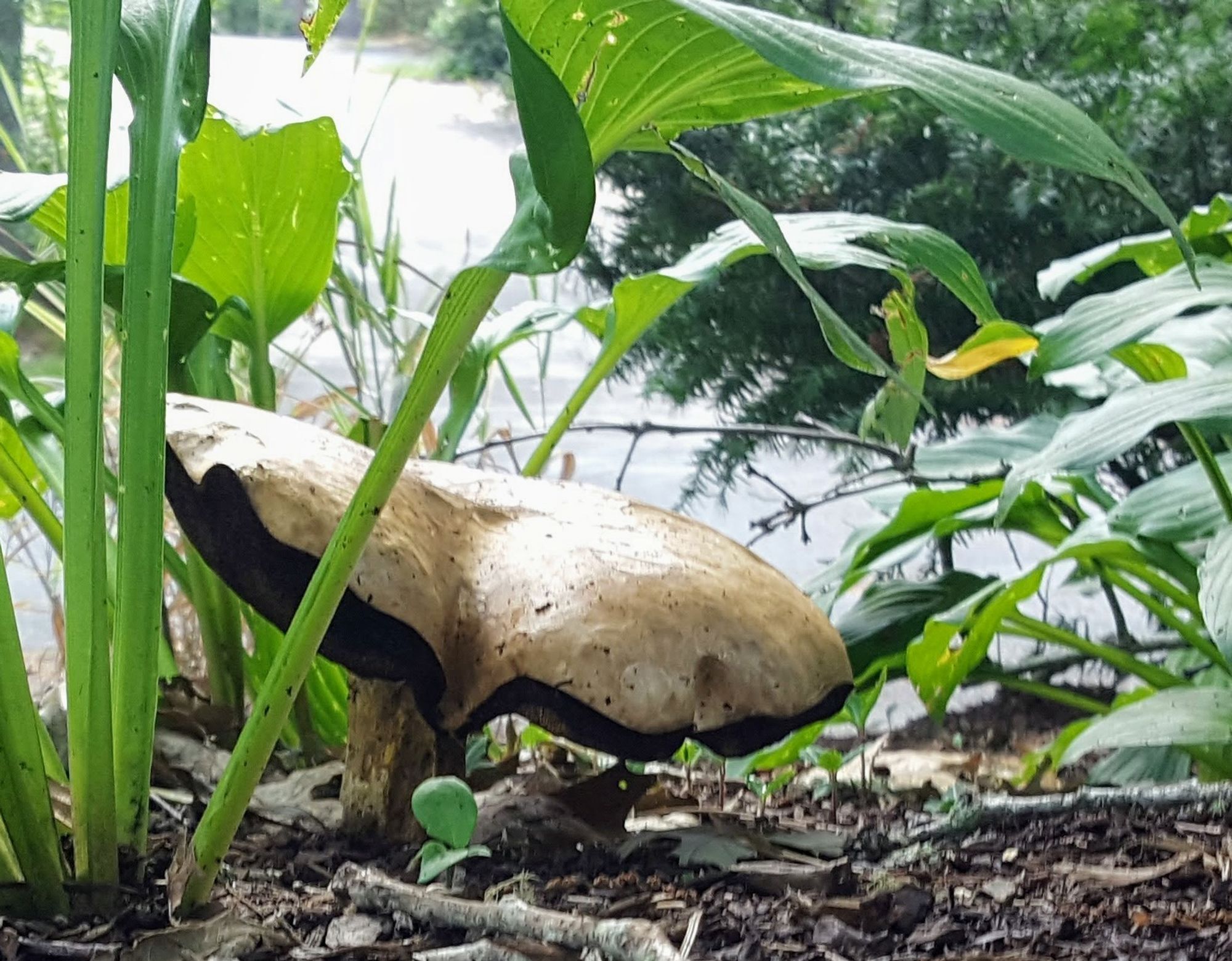 Possible Boletus mushroom in the hostas, Cape cod