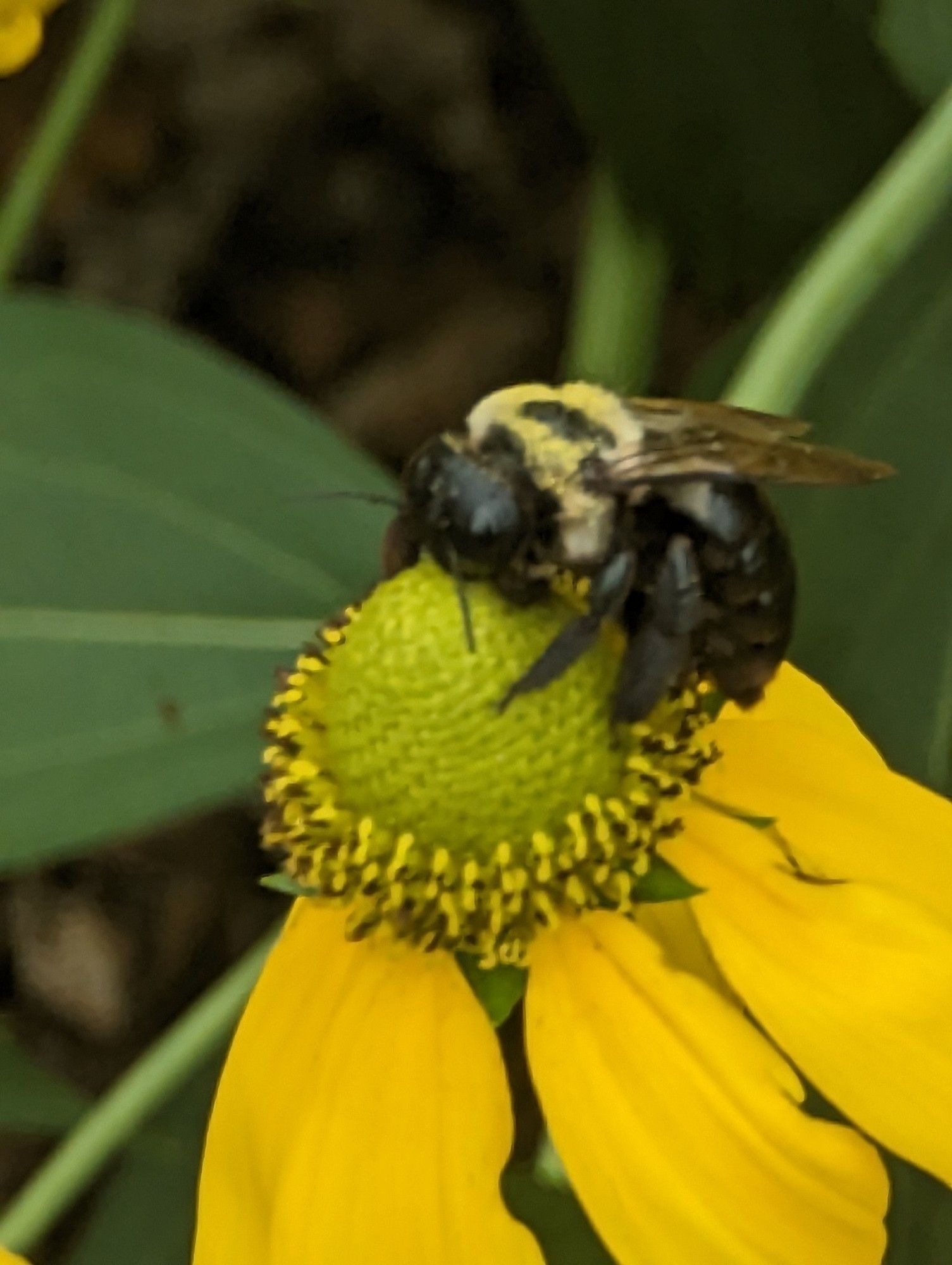 Carpenter bee on a Rudbeckia Laciniata (Green eyed coneflower) I believe.