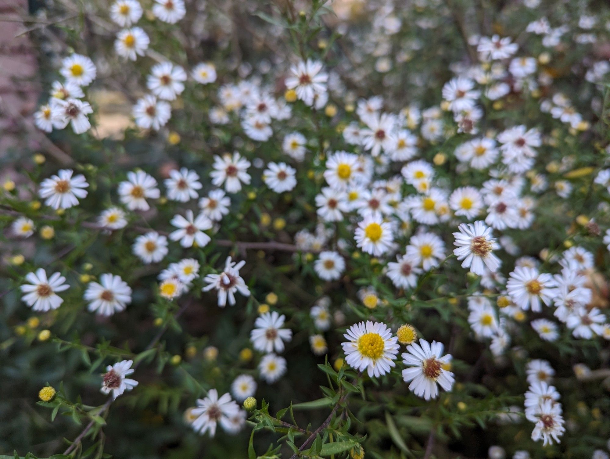 Hundreds of white asters blooming