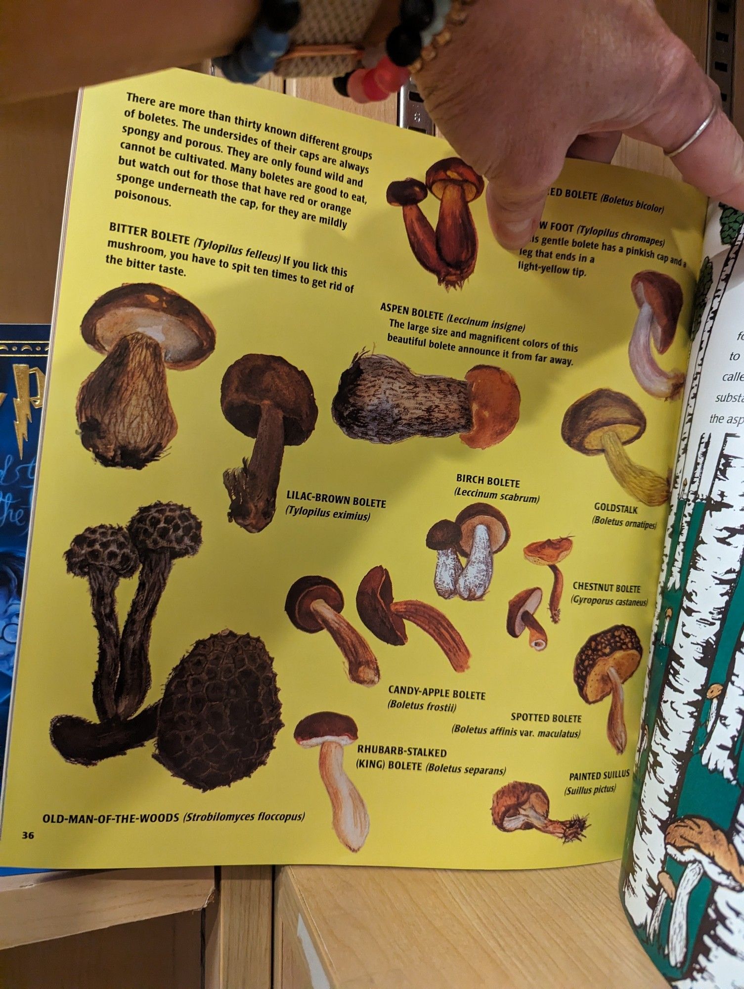 Katya's Book of Mushrooms Bolete page