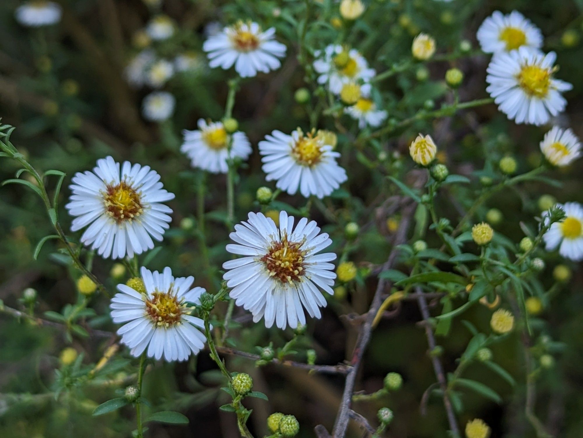 Dozens of white Aster flowers and buds