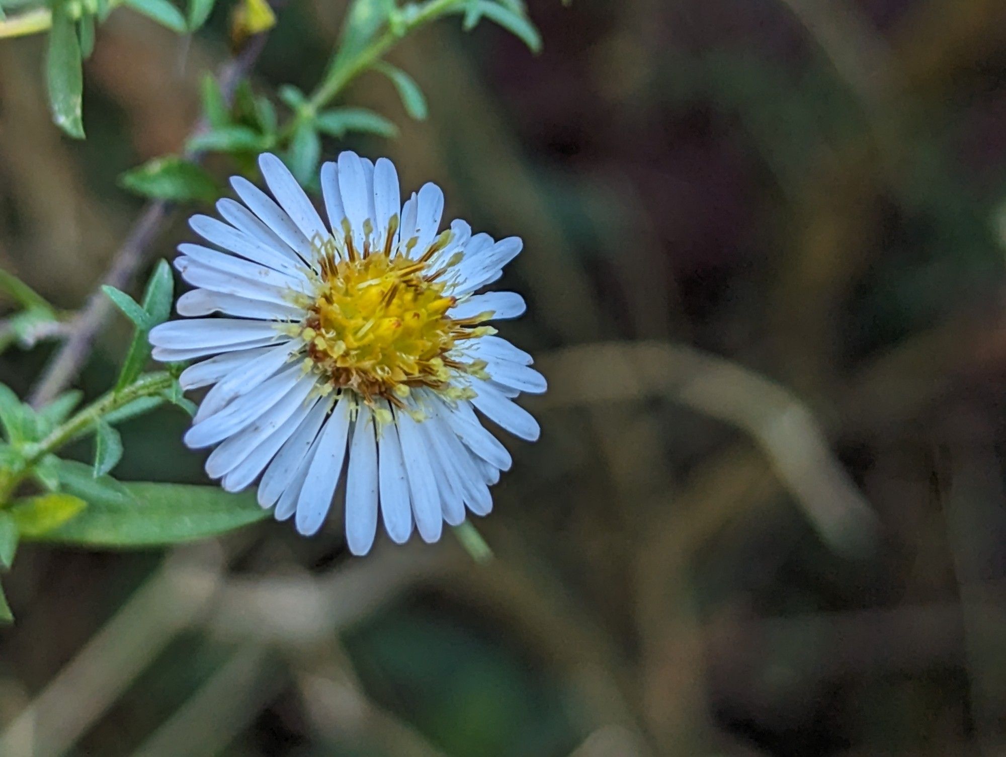 One white Aster flower bloom close up photo