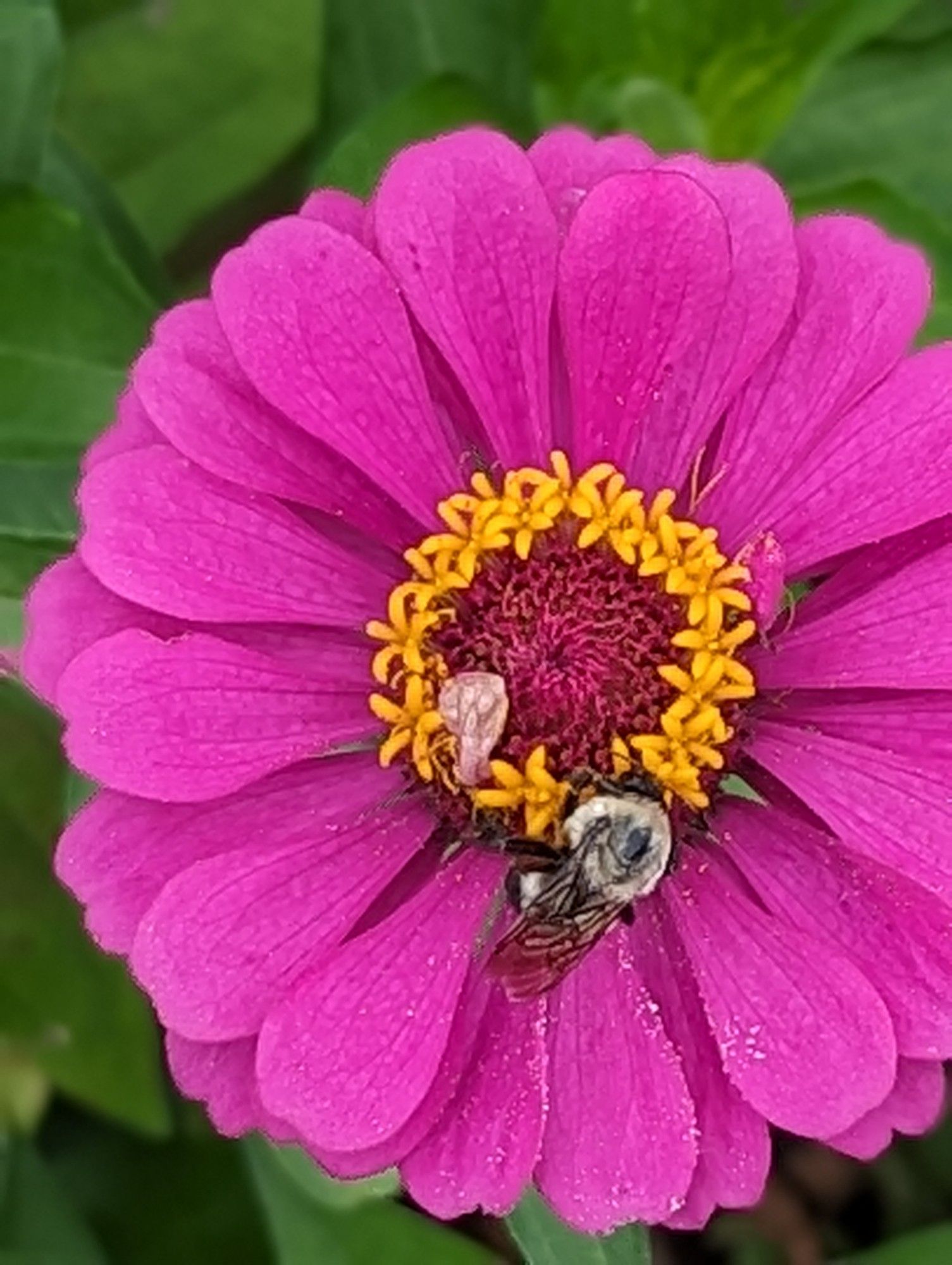 Bumblebee pollinating a purple Zinnia flower