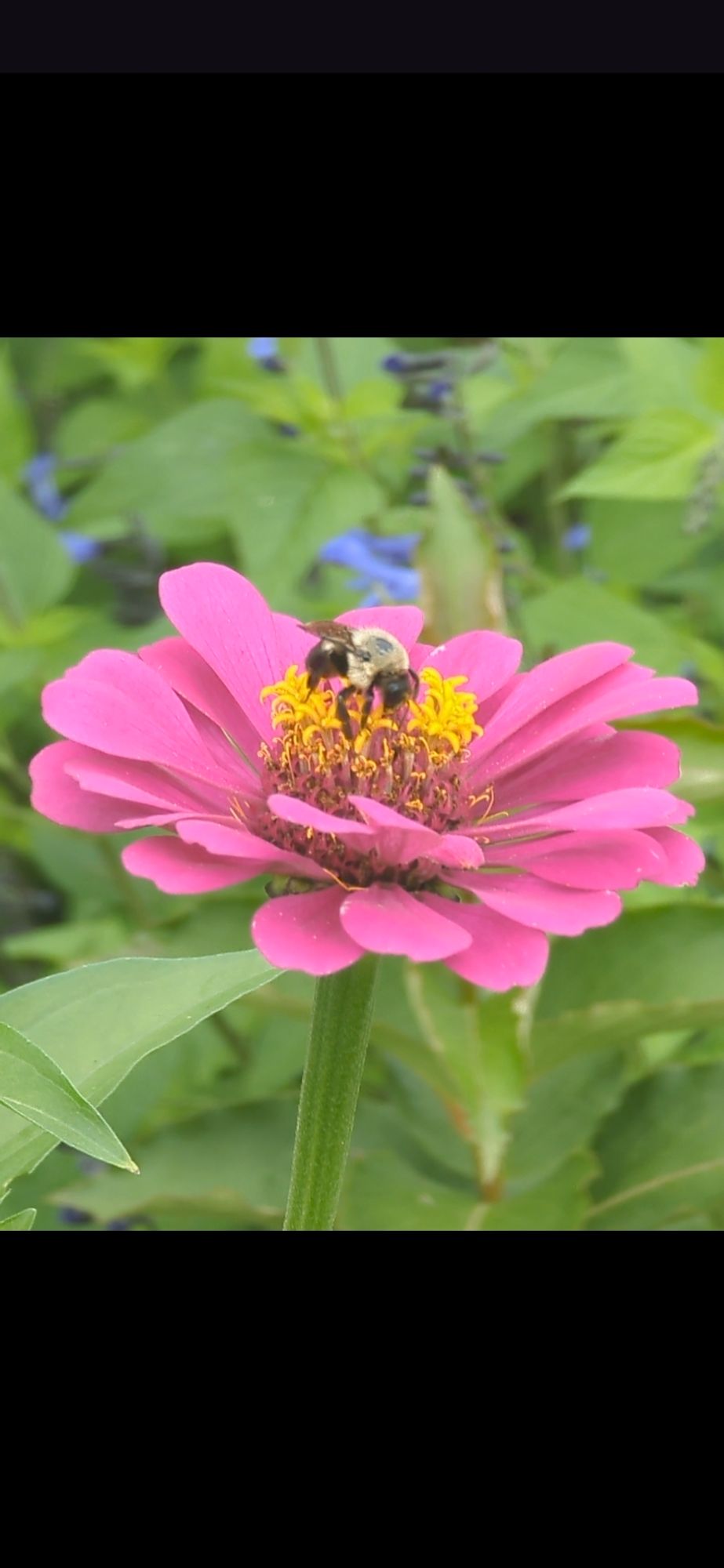 Bumblebee on a Zinnia