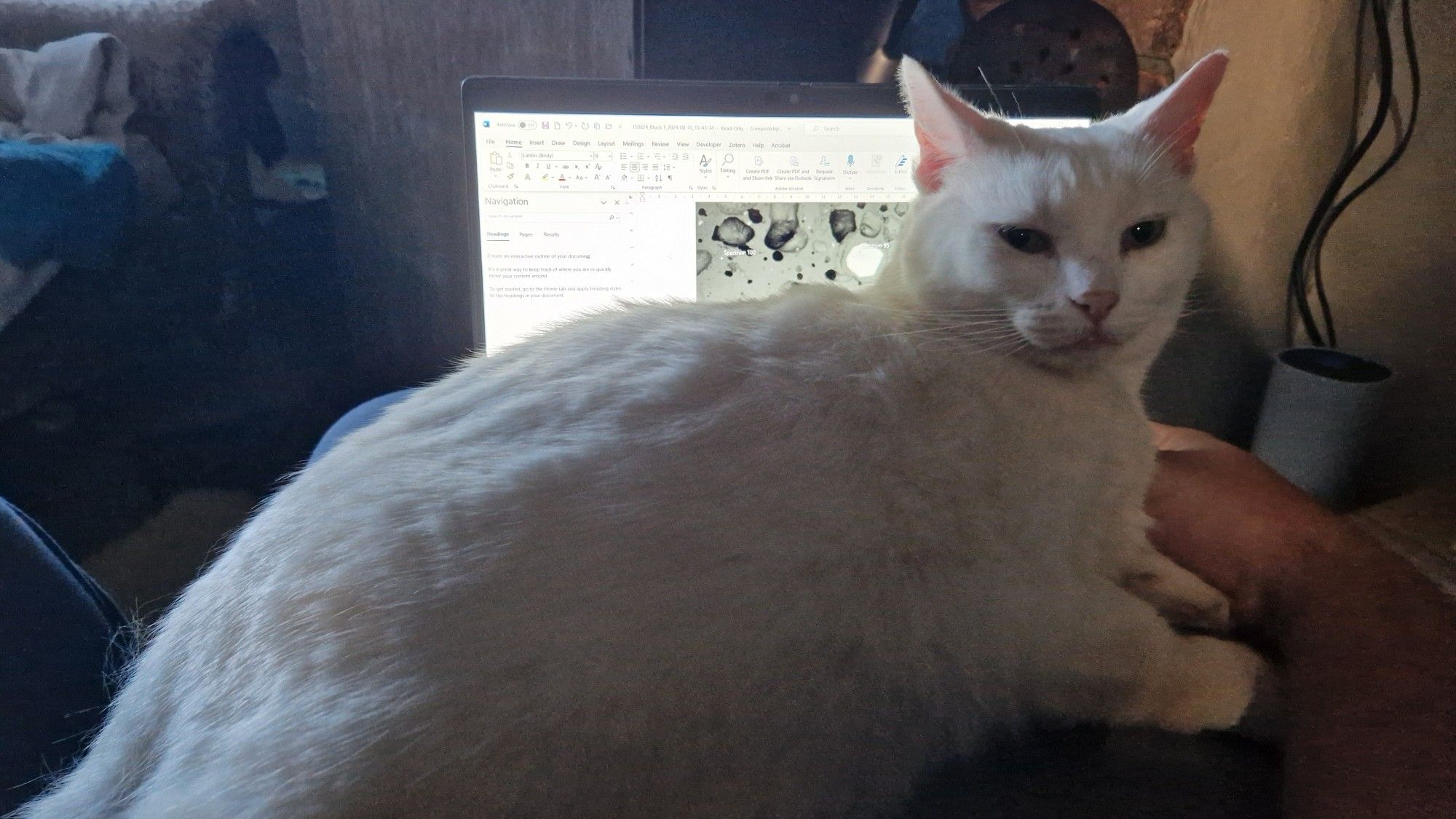 Cat sat on laptop on my lap