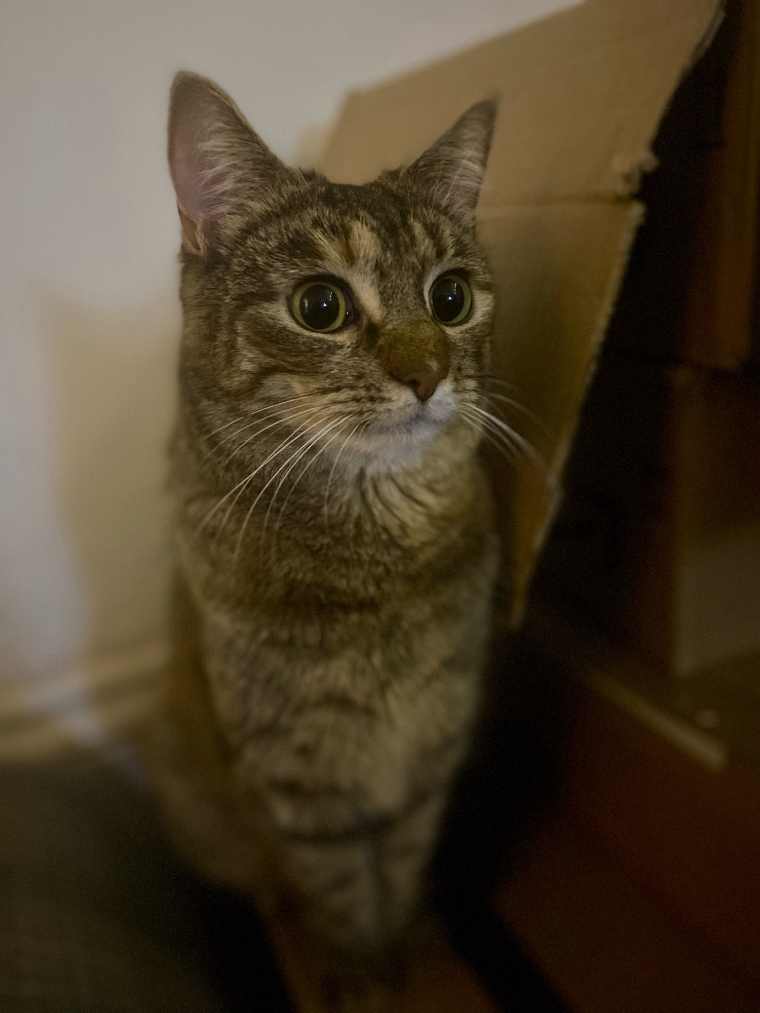 Tabby cat presiding over her cardboard box shanty town