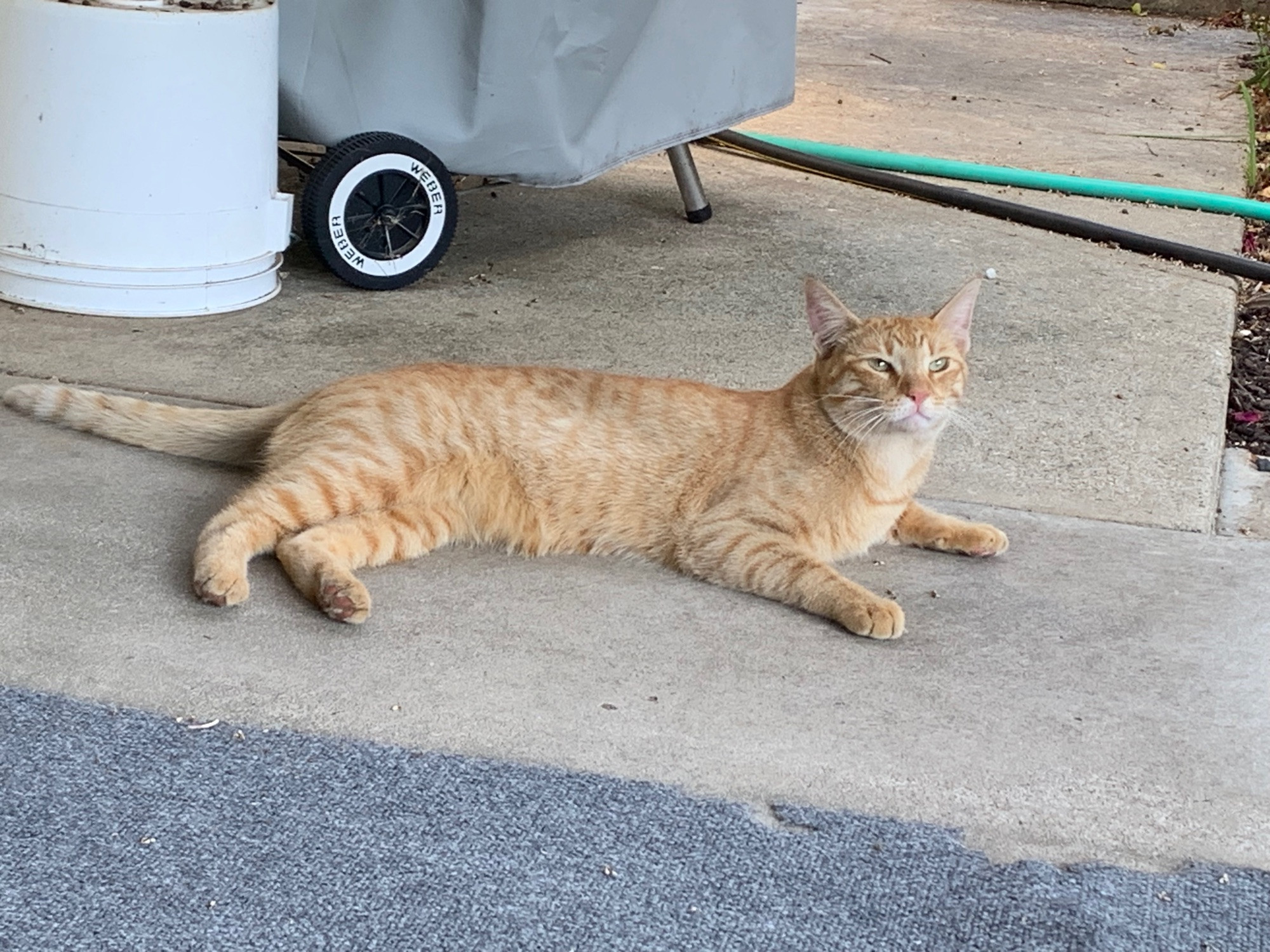 small orange bastard cat lounges like a jerk