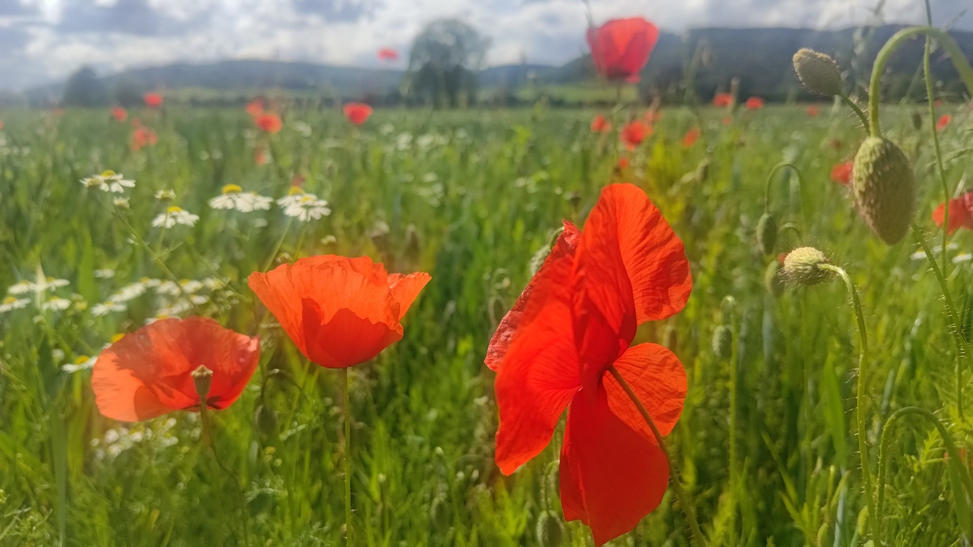 Mohnblumen vor einer Wiese