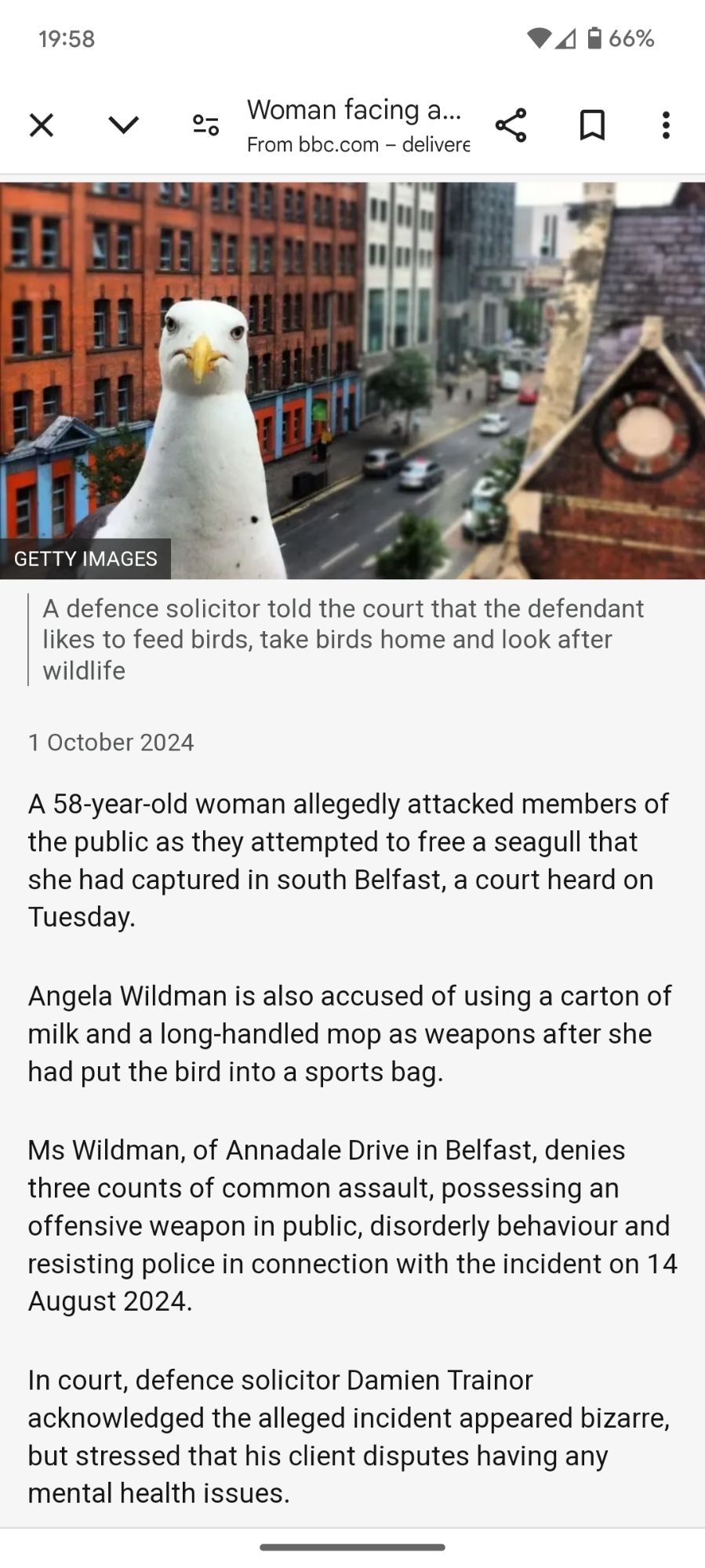 BBC news article. Reads as follows. 58-year-old woman allegedly attacked members of the public as they attempted to free a seagull that she had captured in south Belfast, a court heard on Tuesday.

Angela Wildman is also accused of using a carton of milk and a long-handled mop as weapons after she had put the bird into a sports bag.

Ms Wildman, of Annadale Drive in Belfast, denies three counts of common assault, possessing an offensive weapon in public, disorderly behaviour and resisting police in connection with the incident on 14 August 2024.

In court, defence solicitor Damien Trainor acknowledged the alleged incident appeared bizarre, but stressed that his client disputes having any mental health issues.