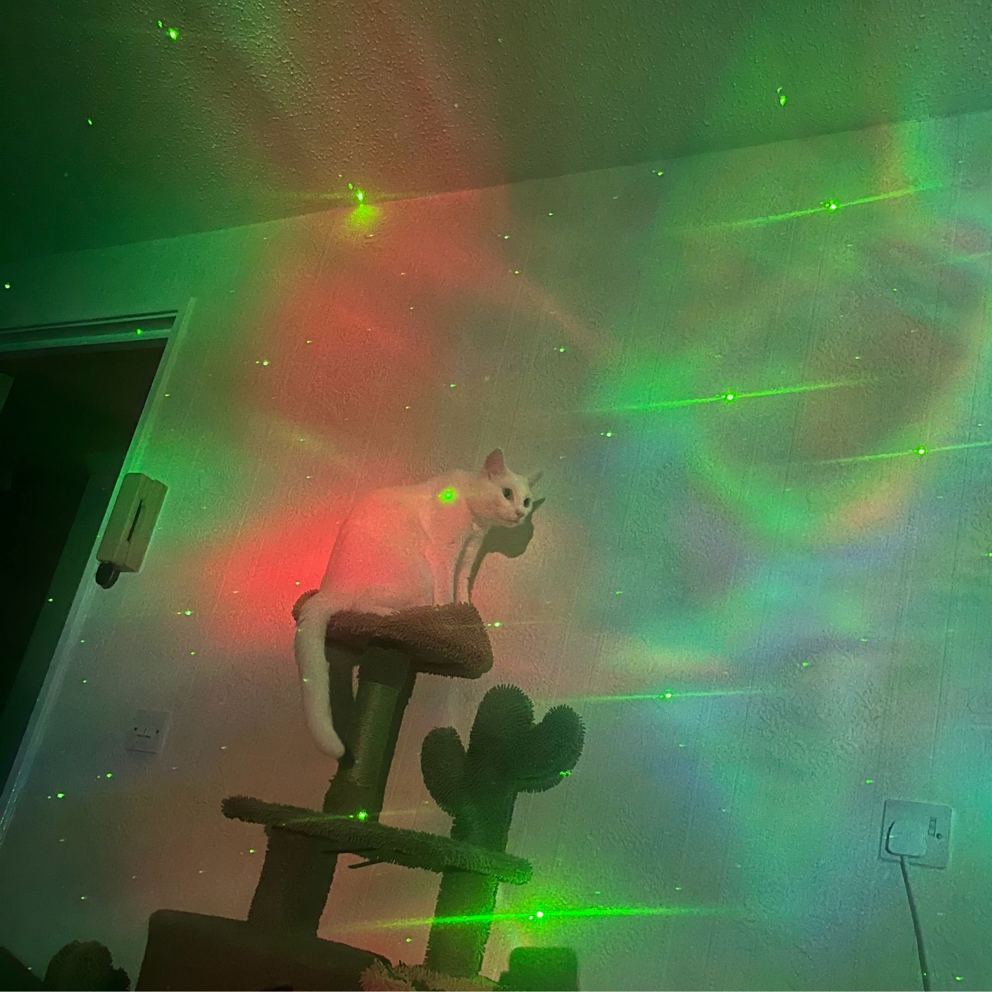 ludwig, a white cat, sitting on a cat tree, astonished by the sight of the room adorned with pricks of green light and swirling nebula clouds coming from a projector.