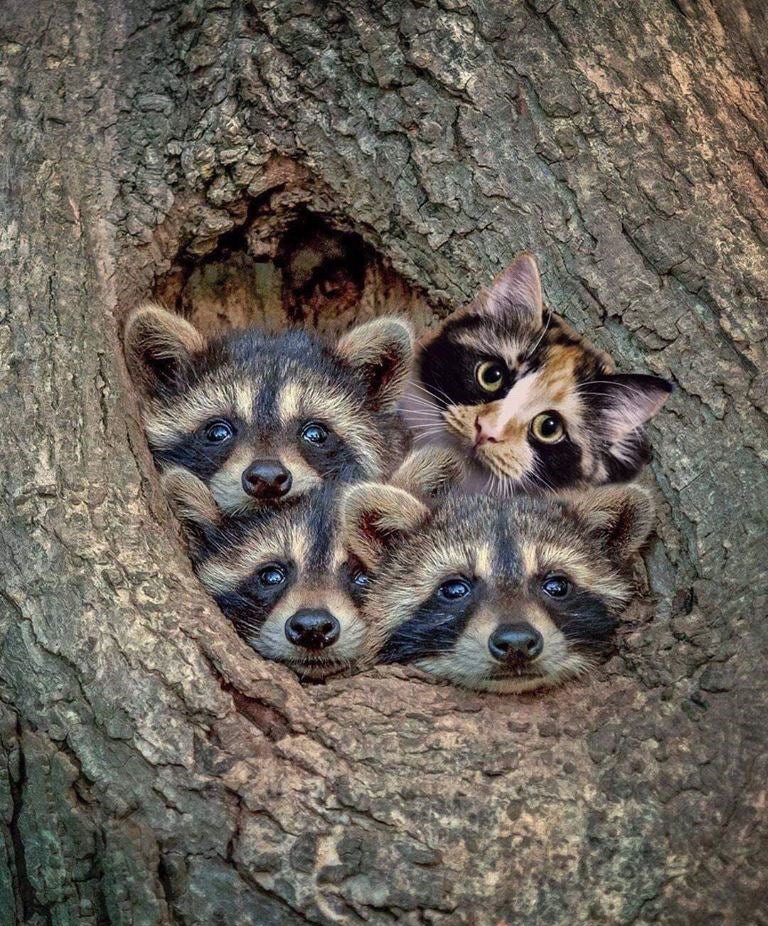 three raccoons and one tortoise shell cat poke their heads out of a hole in a tree trunk