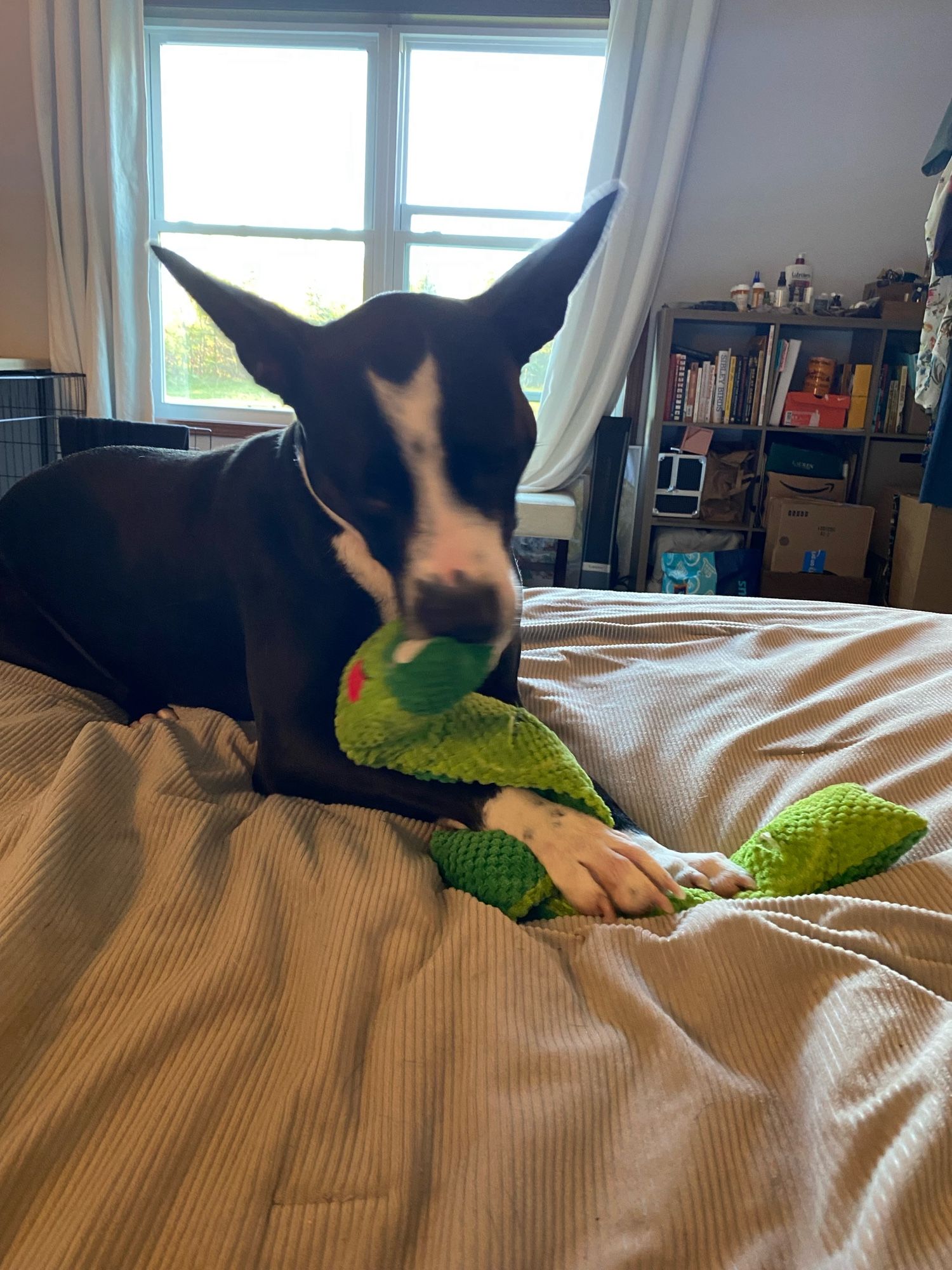 A black and white tuxedo dog with big pointy black ears lays on a bed chewing on the face of a long green fabric toy. his ears are flattened out to the sides a bit and his little white paws are holding his toy. the bedding is grey and the background out the window is too