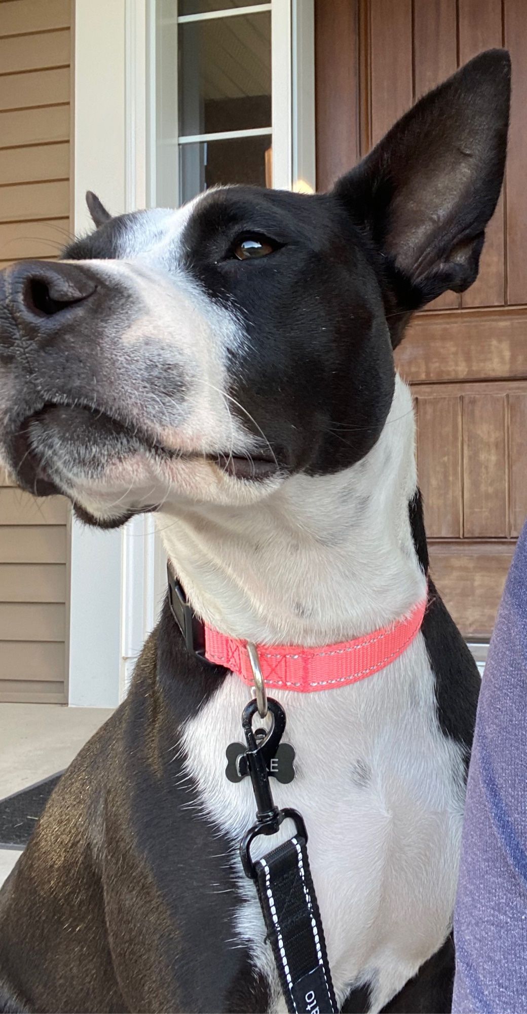 A black and whit tuxedo lab mix with big pointy black ears looks into the distance