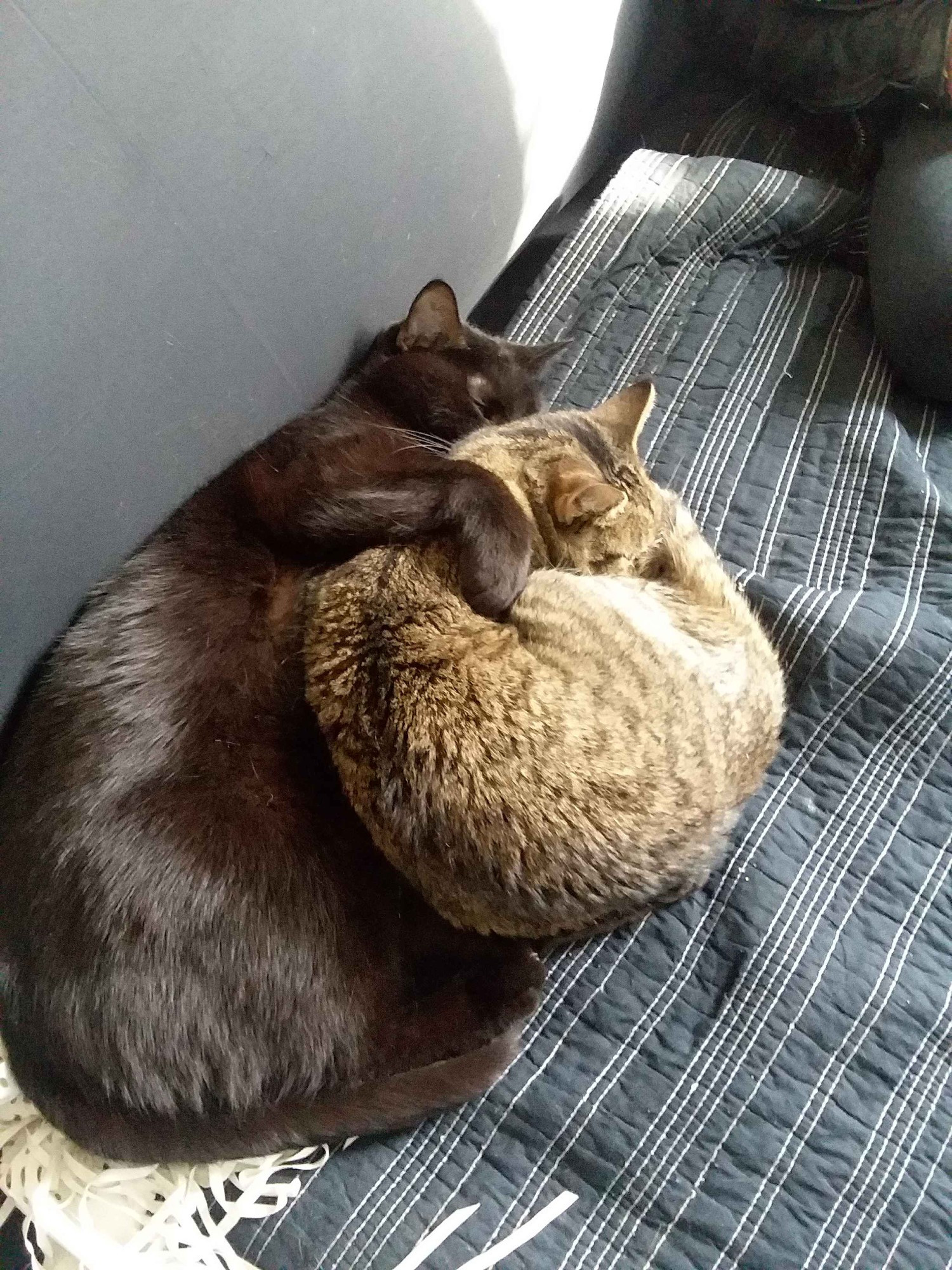 A black cat and a gray tabby cat are curled up with each other. The larger black cat has an arm wrapped around the smaller tabby as they sleep.