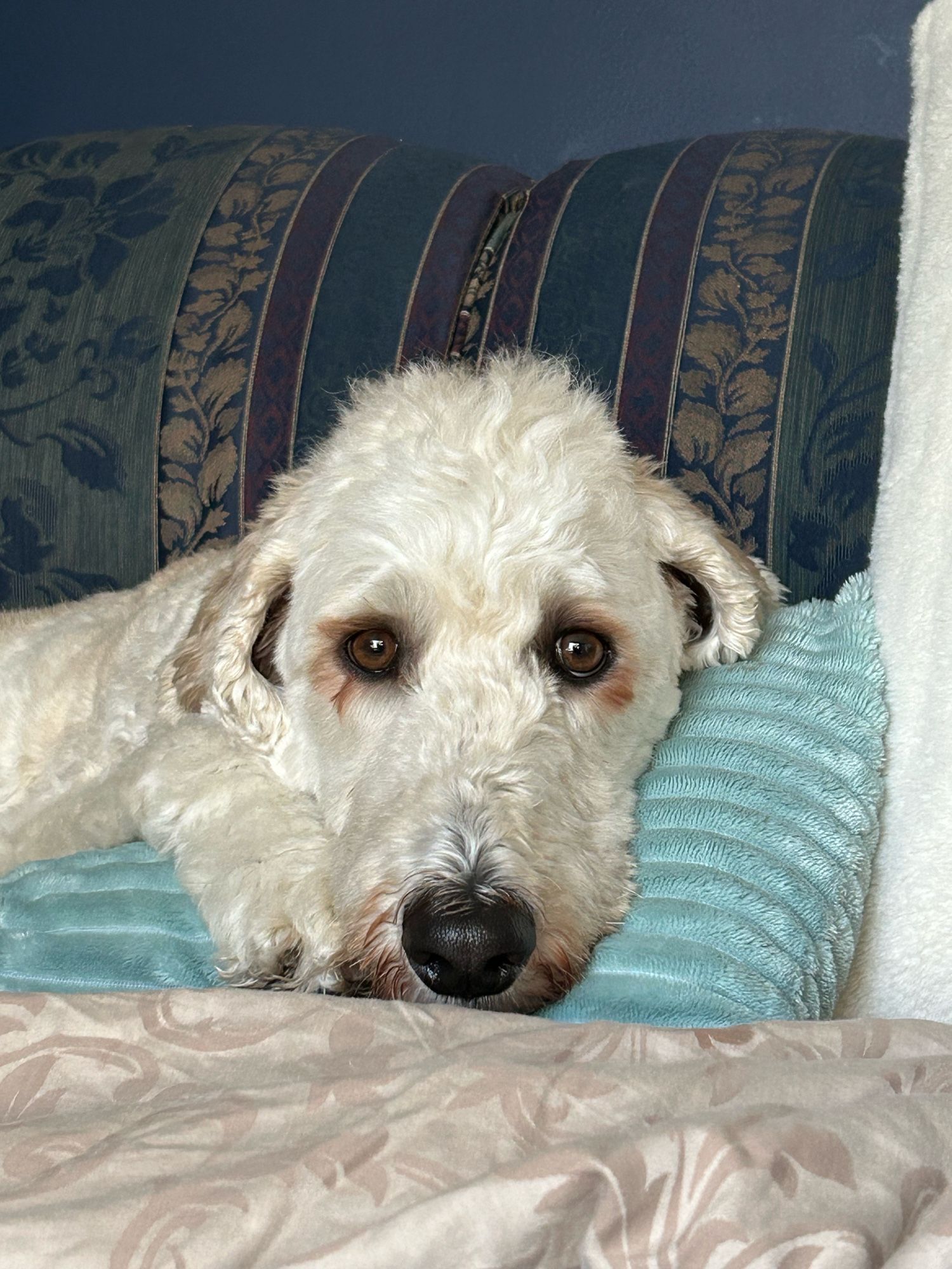 Valkyrie the goldendoodle.