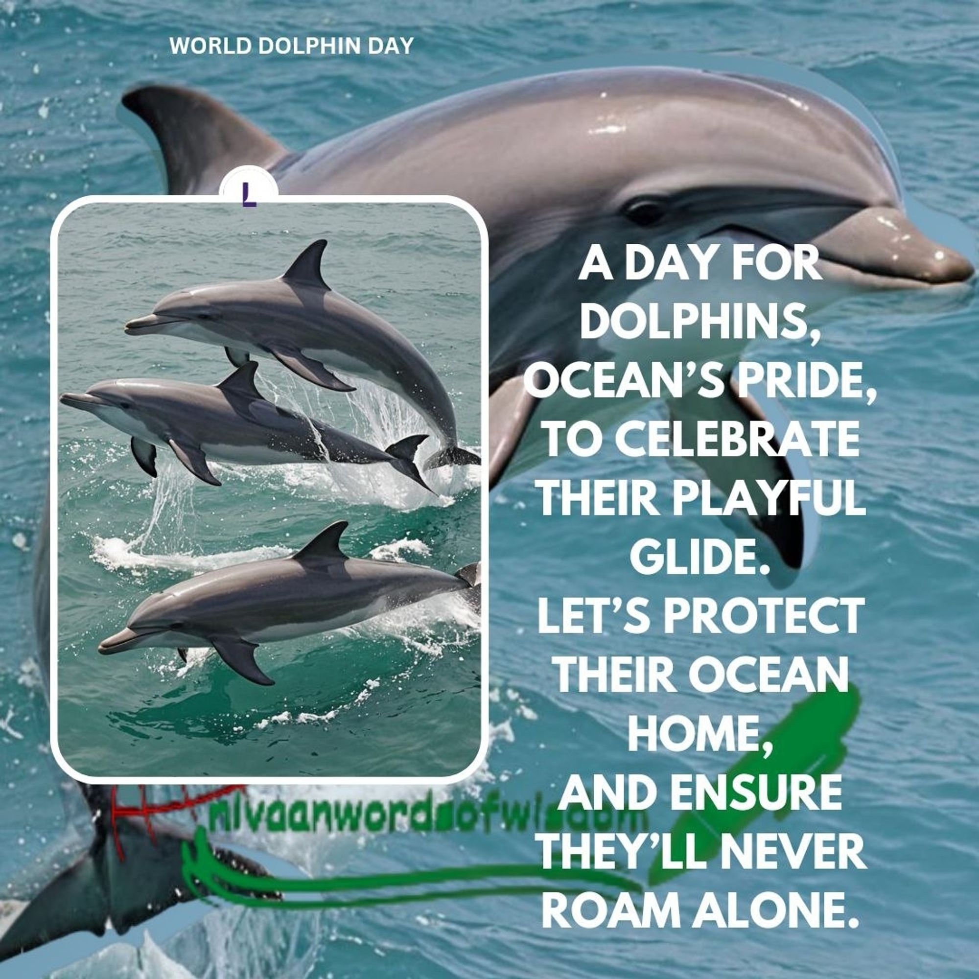 A PROSE ON WORLD DOLPHIN DAY WITH JOYFUL DOLPHIN IMAGES