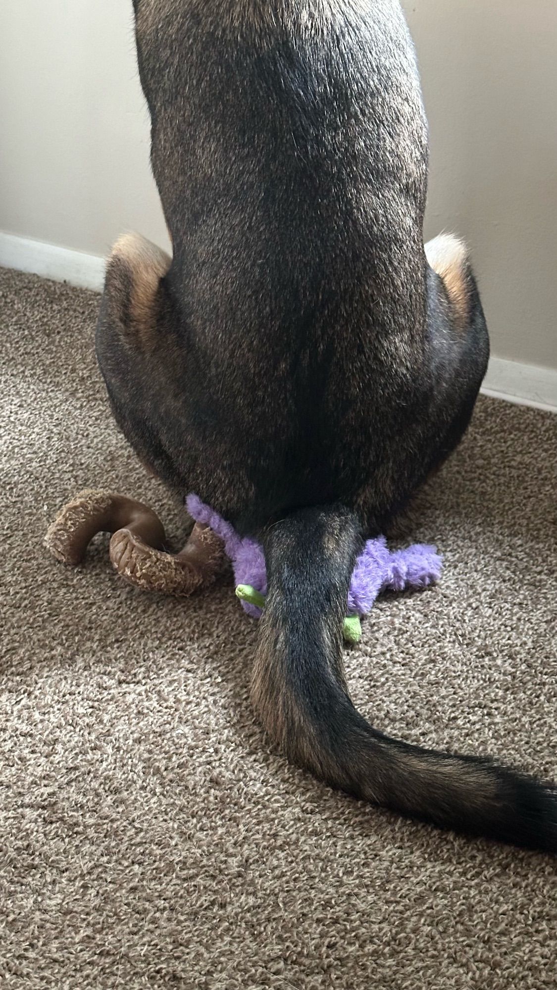 a dog sitting with his ass squarely on a squeaky toy