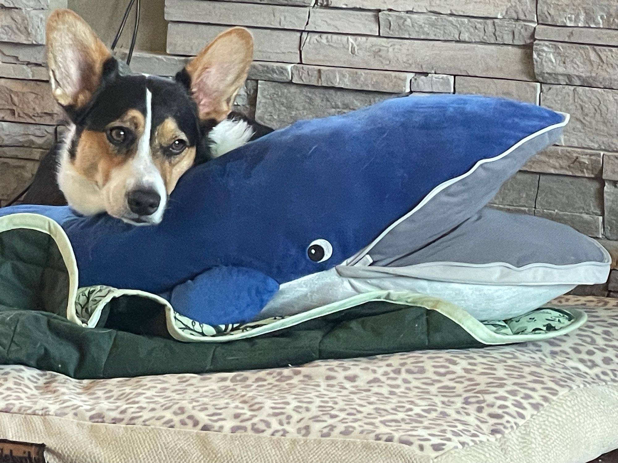 Johnny my corgi relaxes on his blue whale toy 