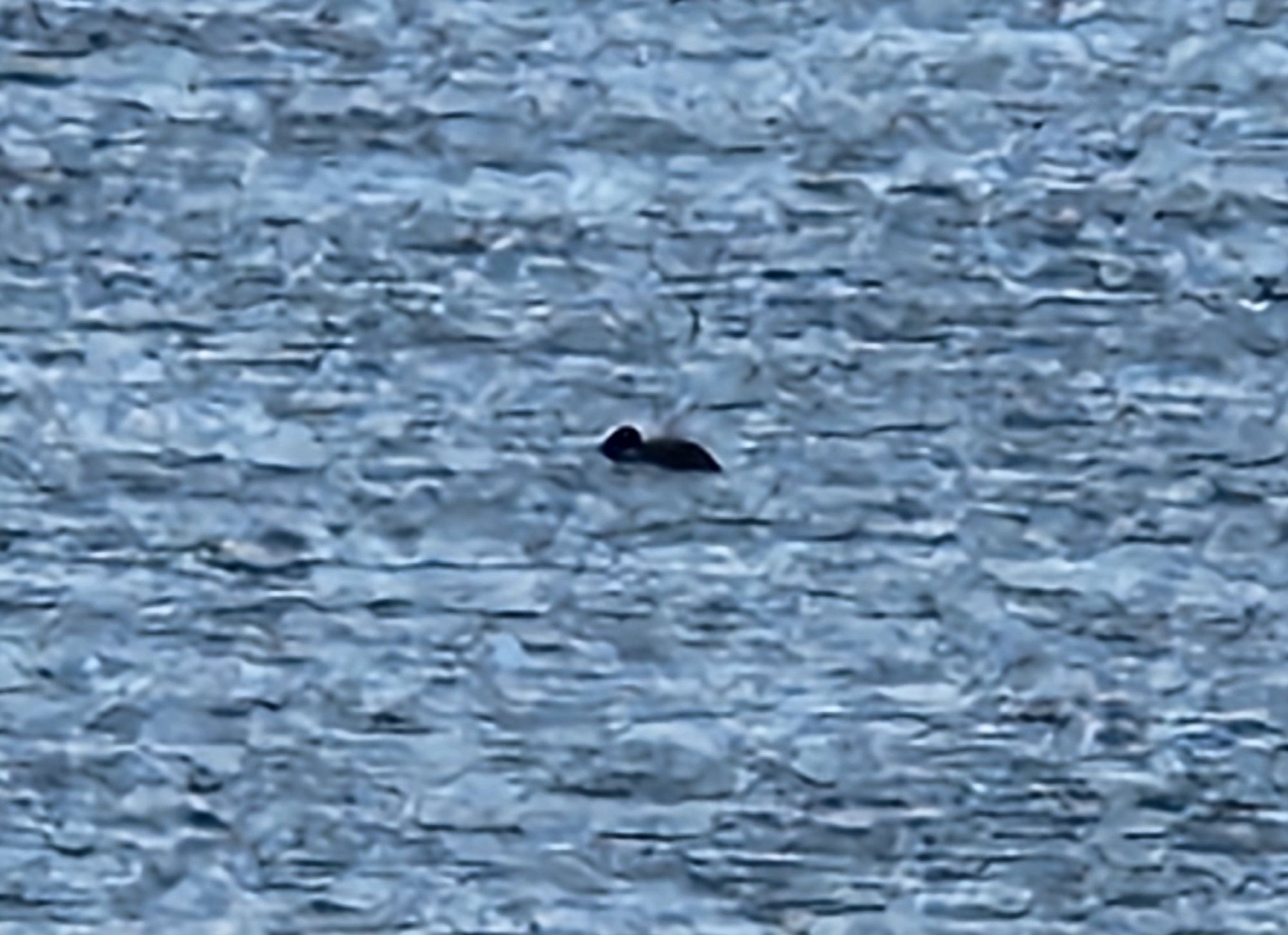 A loon in water