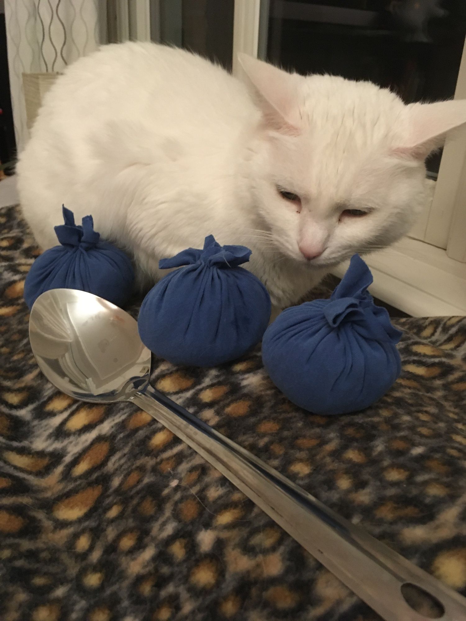 A white cat sitting on her favorite leopard print blankie with a giant spoon and three giant stuffed blueberries