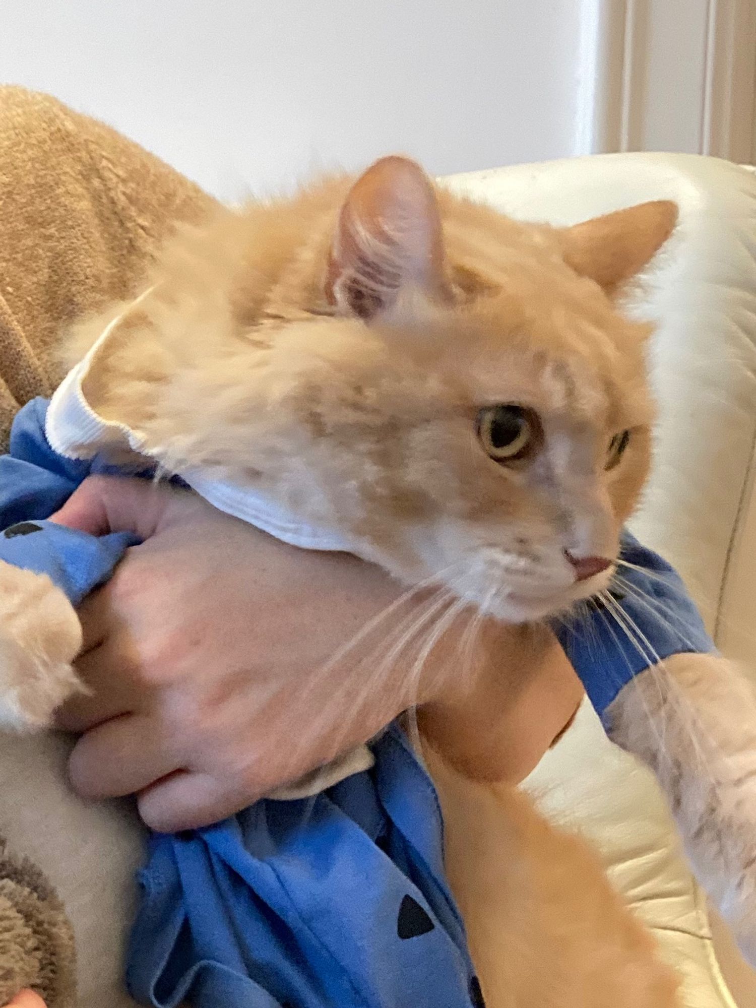 A ginger cat dressed in a fetching blue dress, looking worried