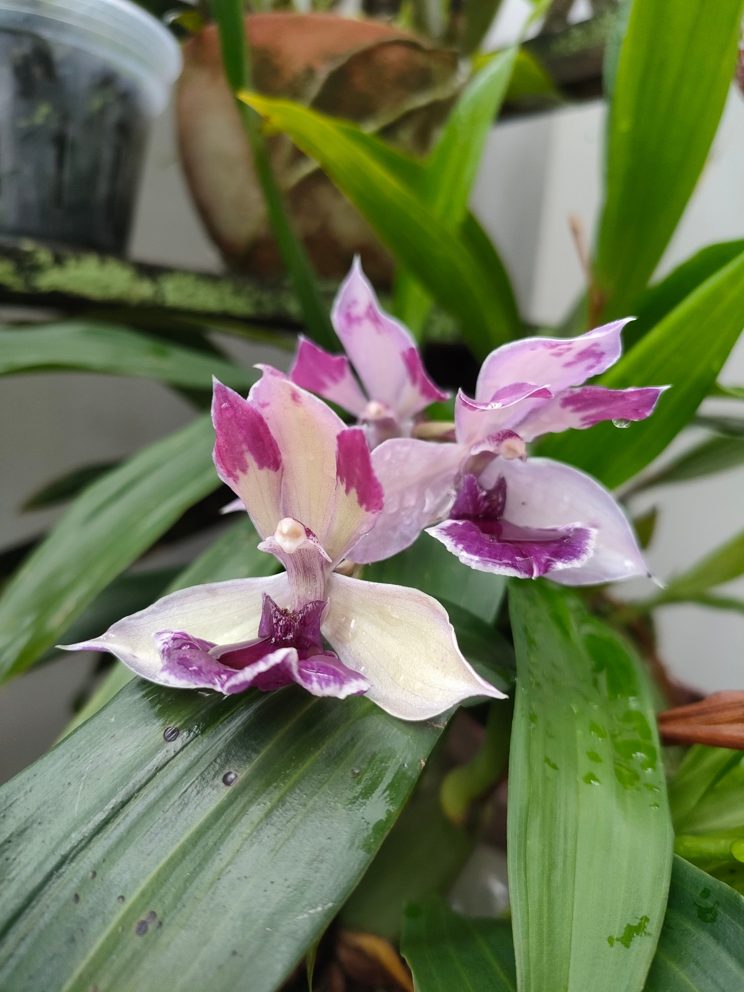 A trio of flowers, with splashes of purple along the inner surfaces of cream-coloured petals, blooming from the leaves of a Zygopetalum orchid, sprinkled with droplets of water after some rain.