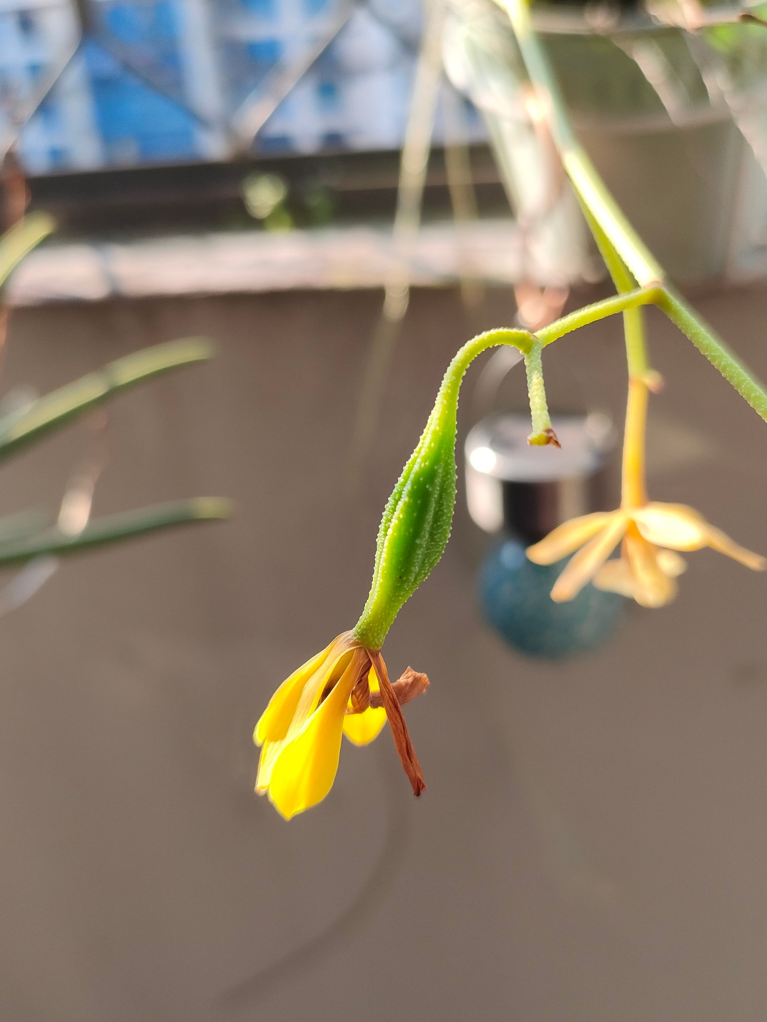 A picture of a small, immature orchid seed pod, with the wilted flower at its tip, all brightly lit by the  late afternoon sun.