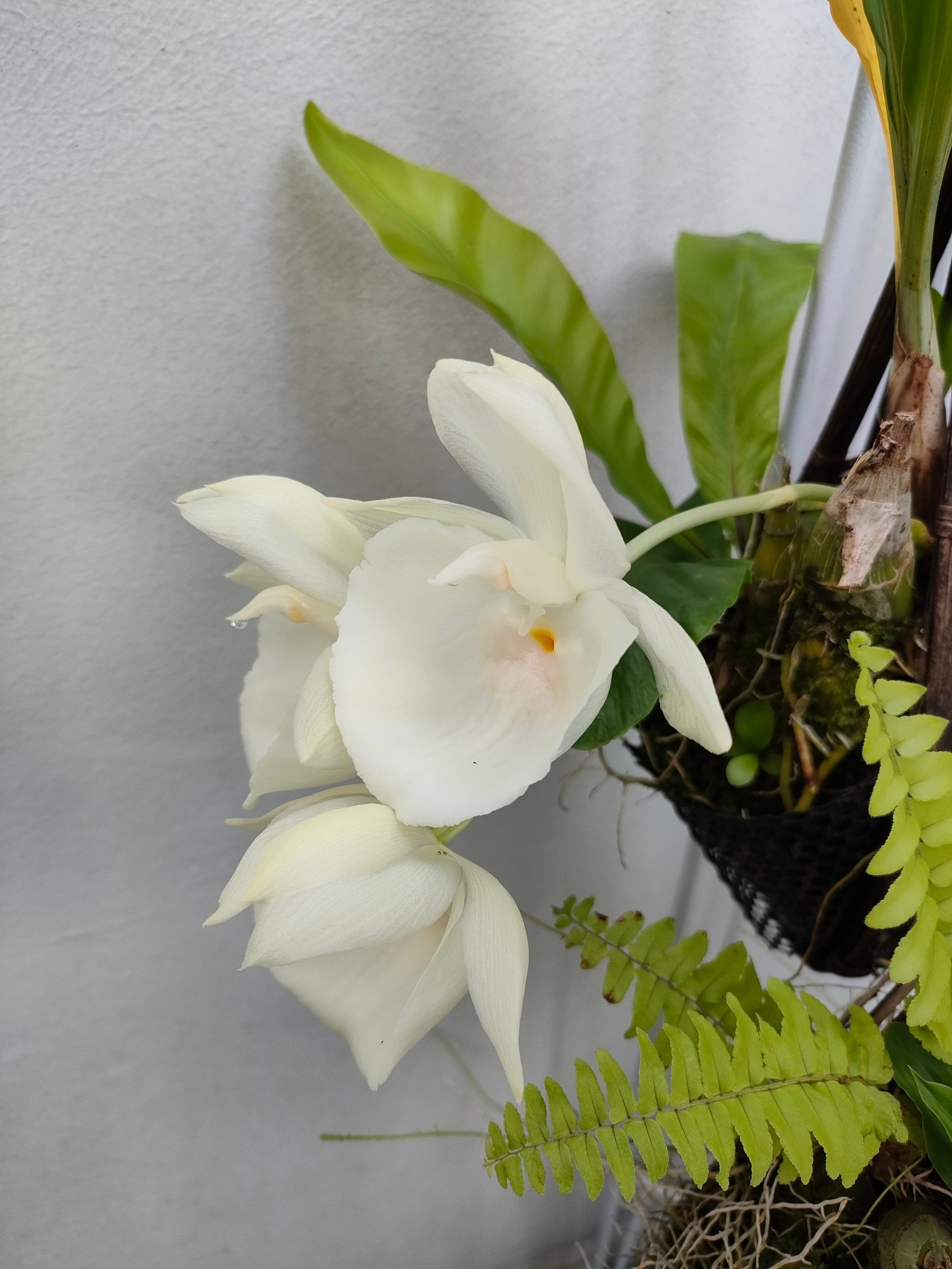 A trio of waxy, cream-coloured flowers from a Catasetum orchid, with droplets of water hanging off the petals after a refreshing shower of rain.