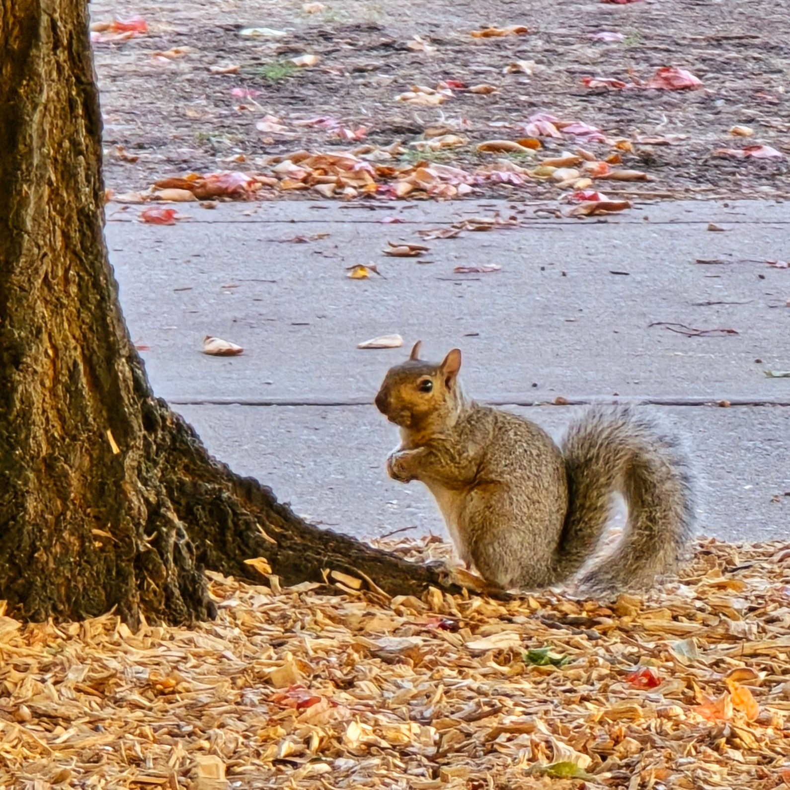 photo of a squirrel in fall leaves at the base of a tree