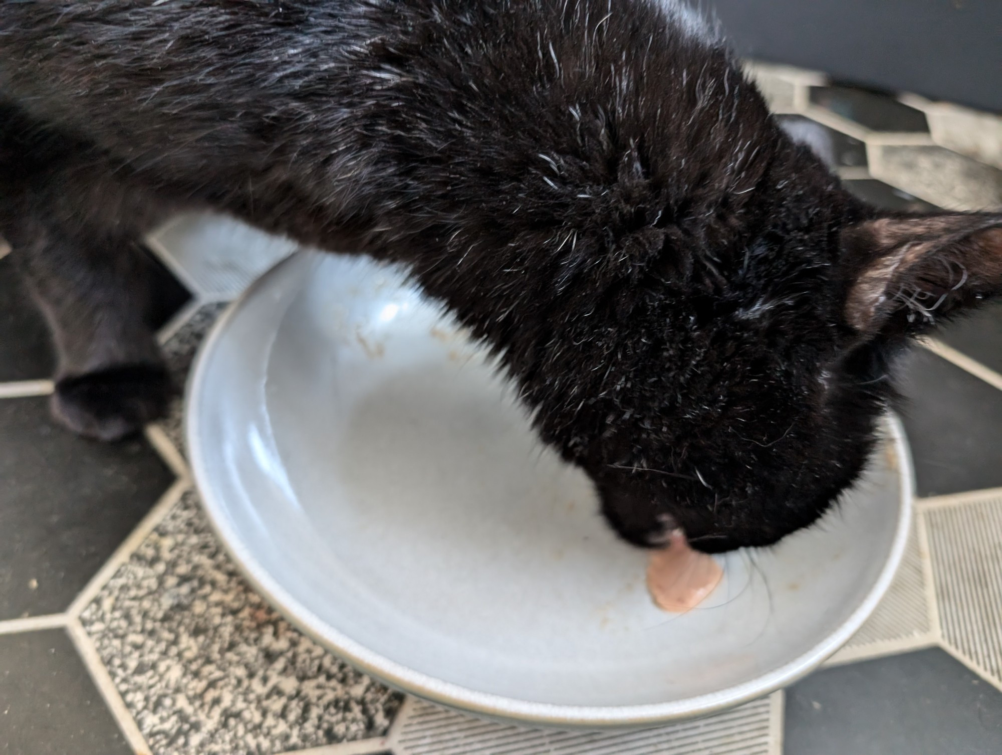 Napoleon the black kitty happily licking away at a frozen snack