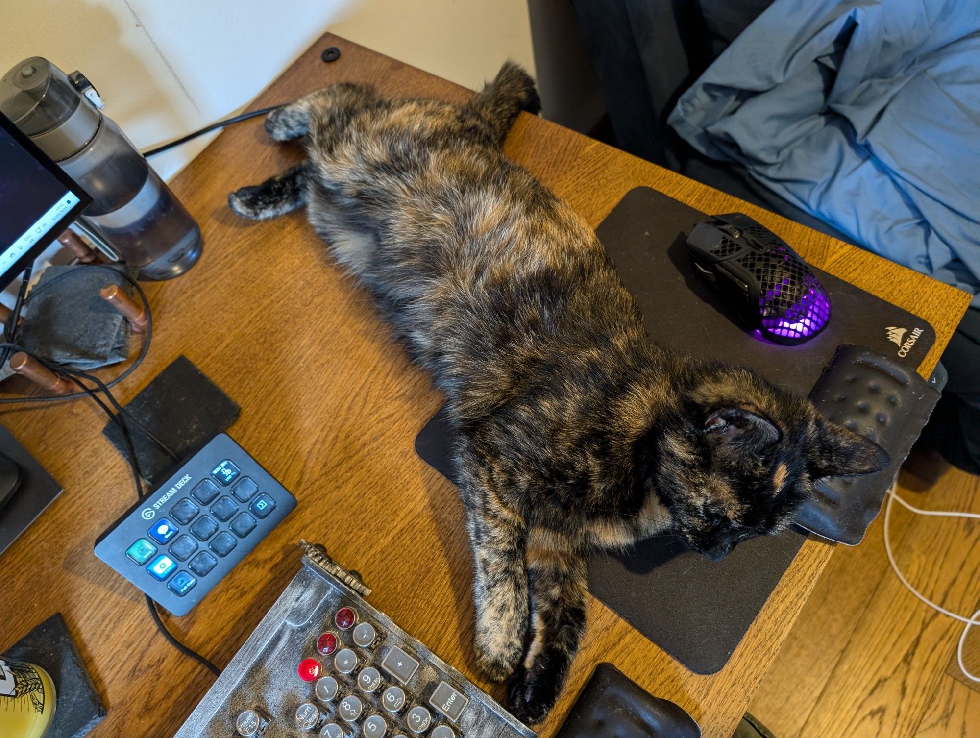 Tortie kitty stretched helpfully across whole mousemat