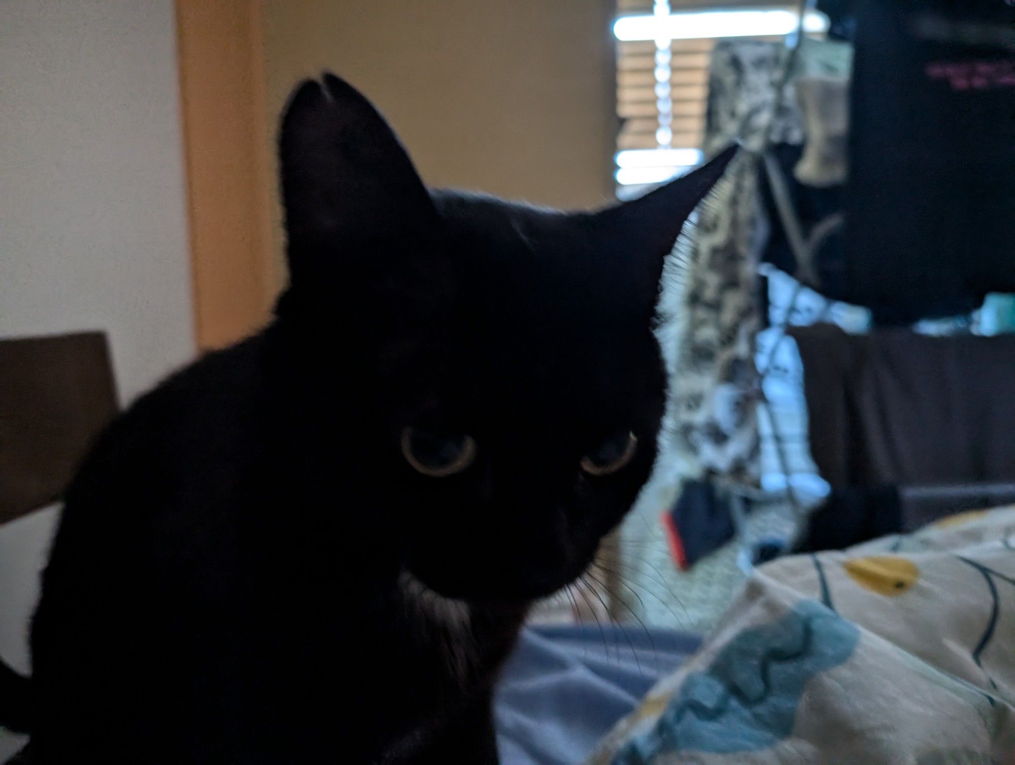 Black kitty on bed, looking annoyed