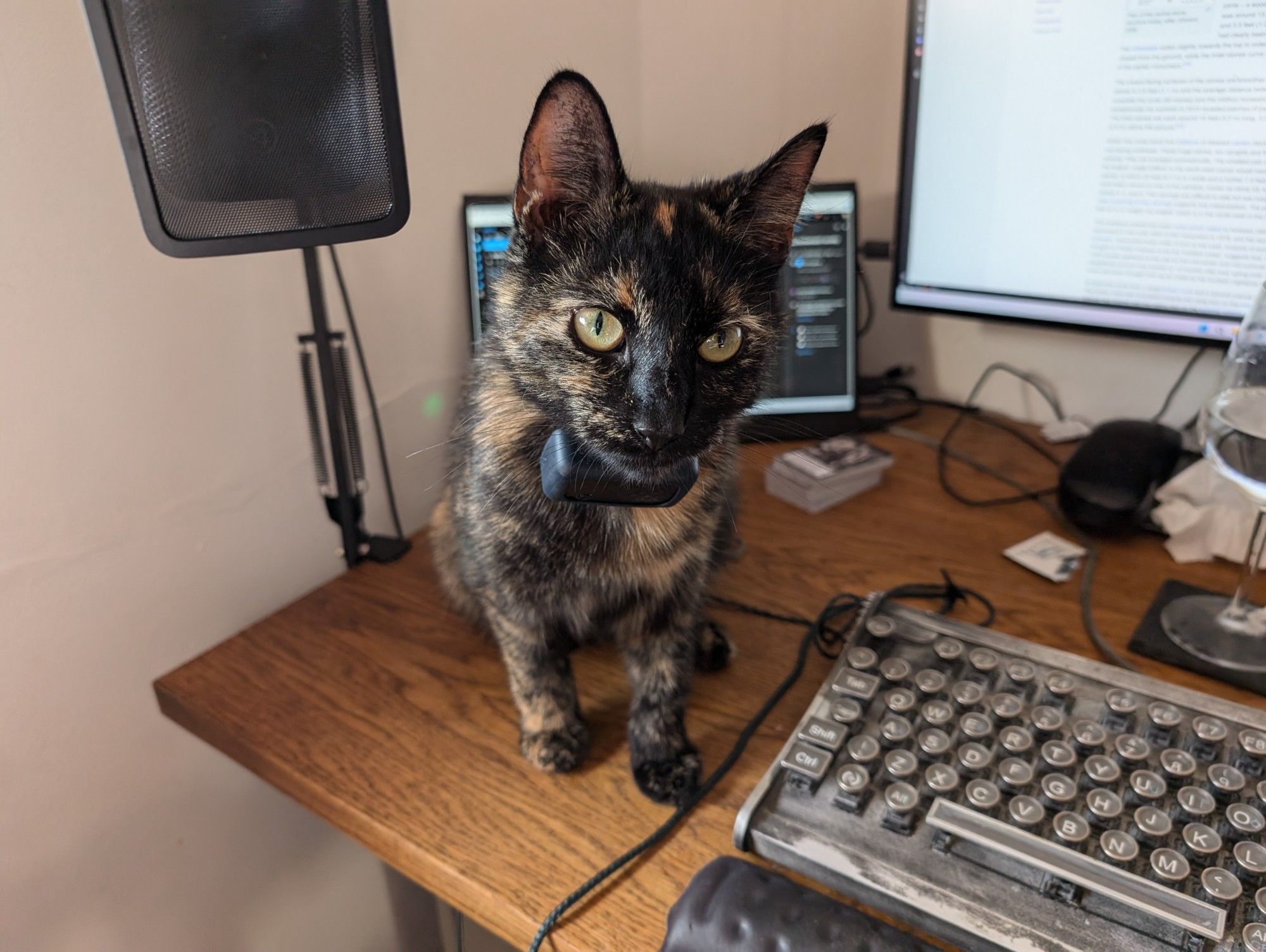 Tortie kitty perched on desk trying not to look guilty