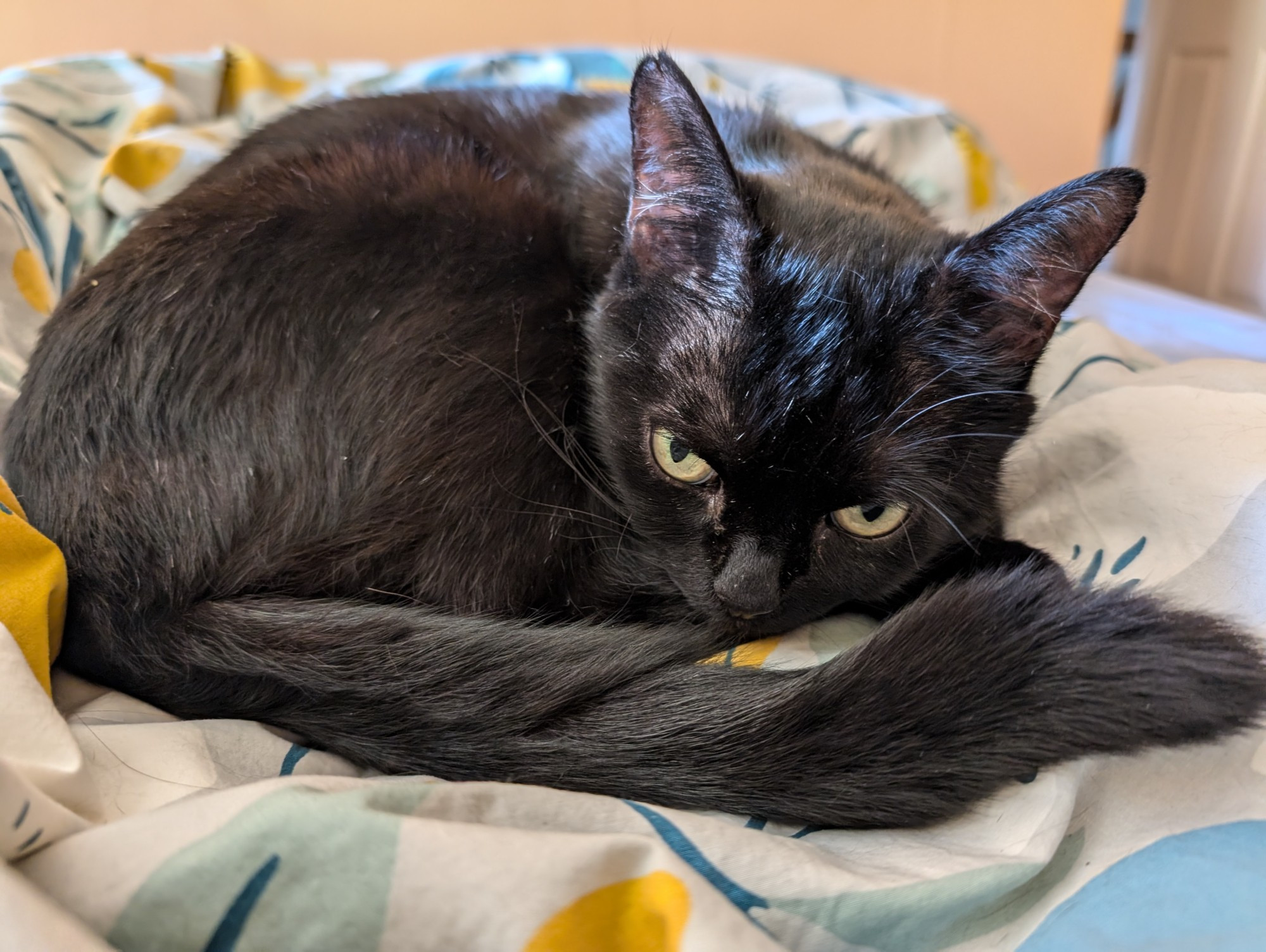 Black kitty curled up on duvet