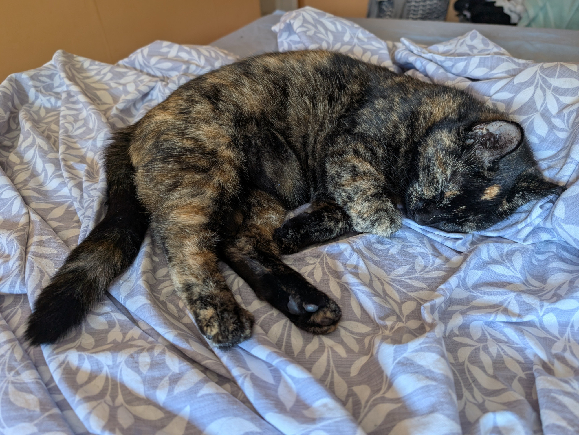 Tortie fast asleep on bed