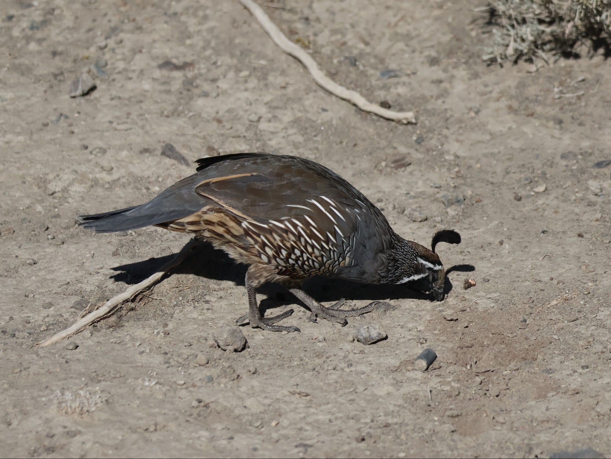 a quail of some kind, pecking dirt
with a little curly feather off its head