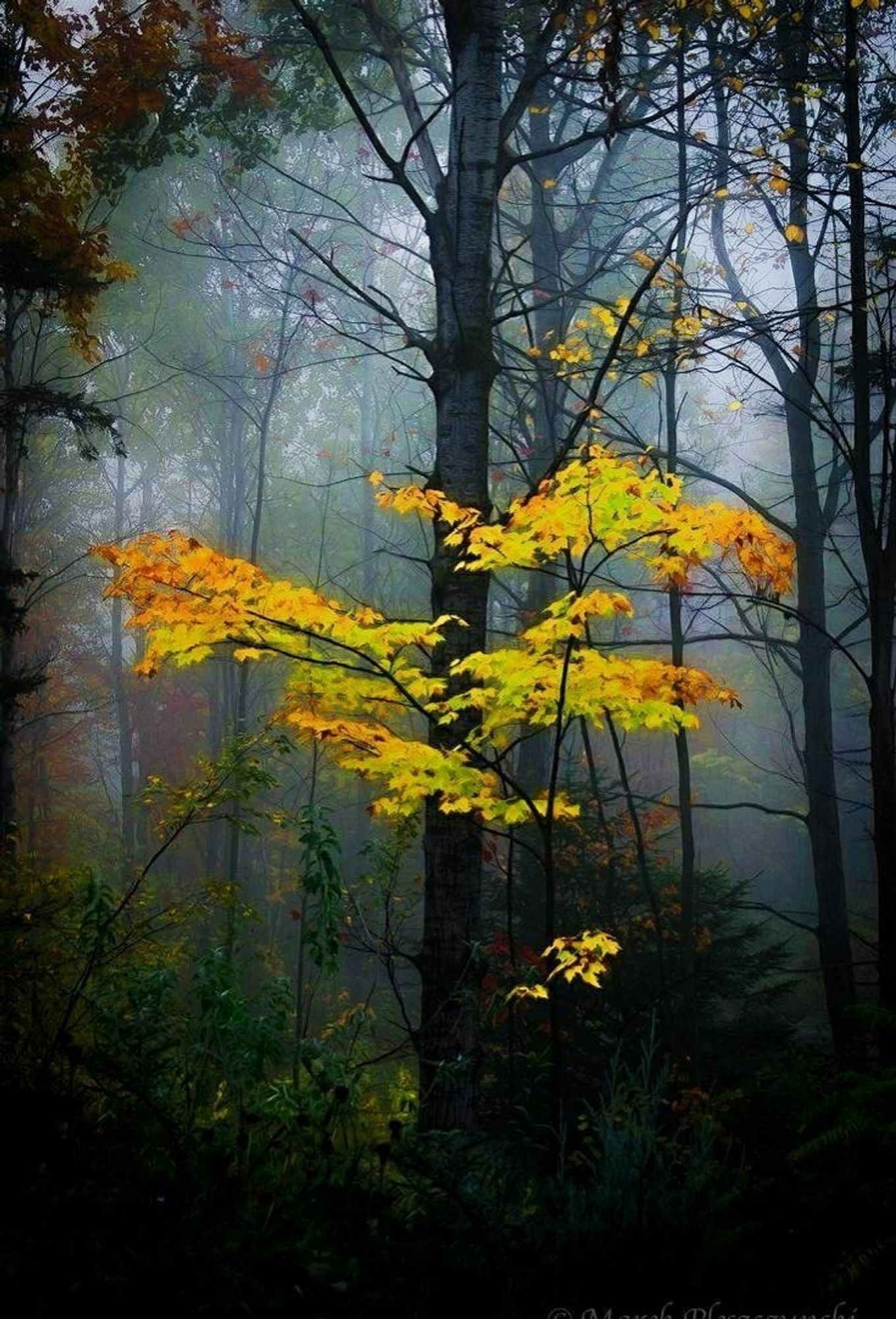 Ein dunkler, nebeliger Wald. Im Vordergrund sind Äste mit herbstlichen Blättern.