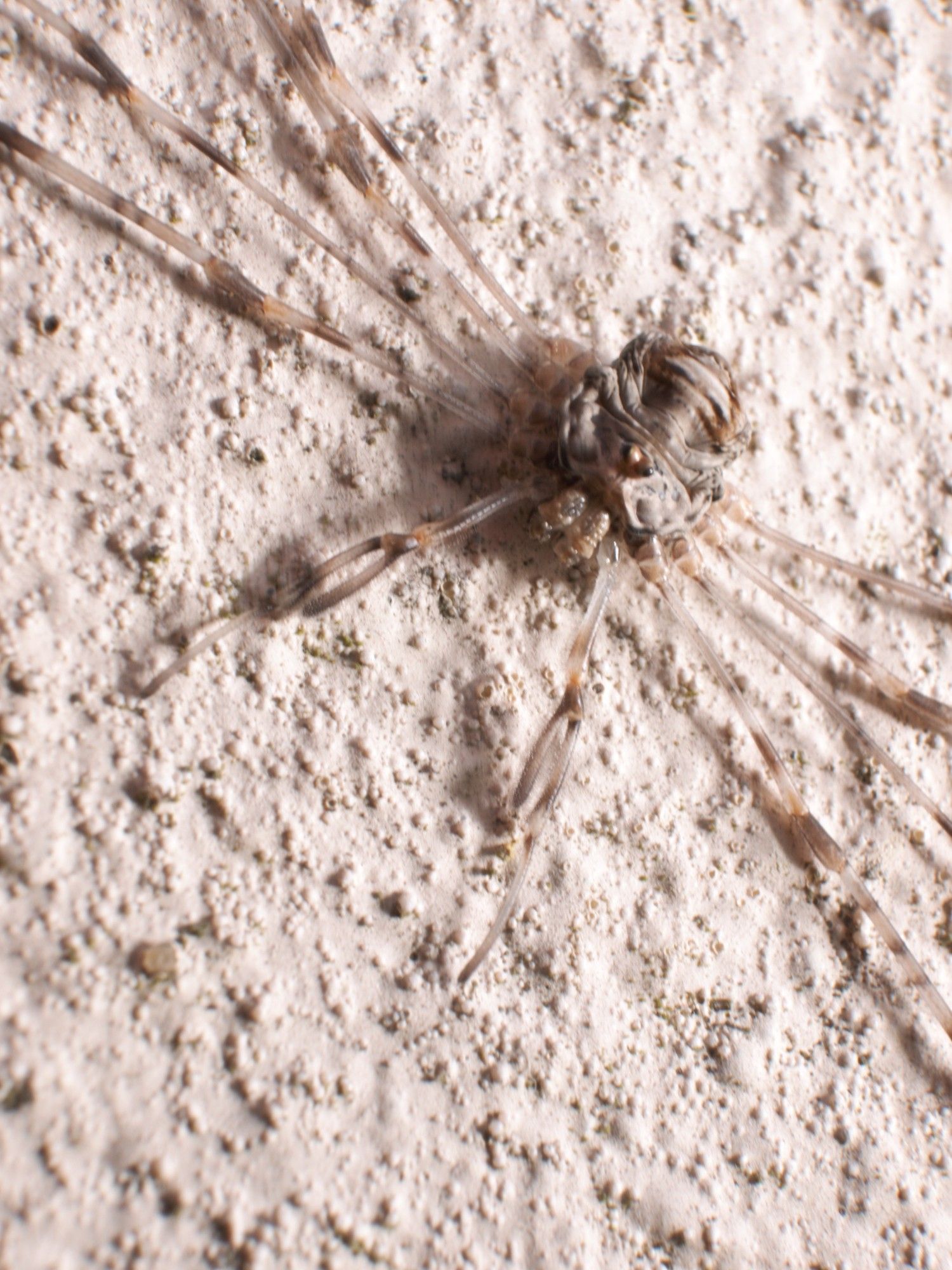 A Dicranopalpus species sunning itself on the wall of the house. Immature.