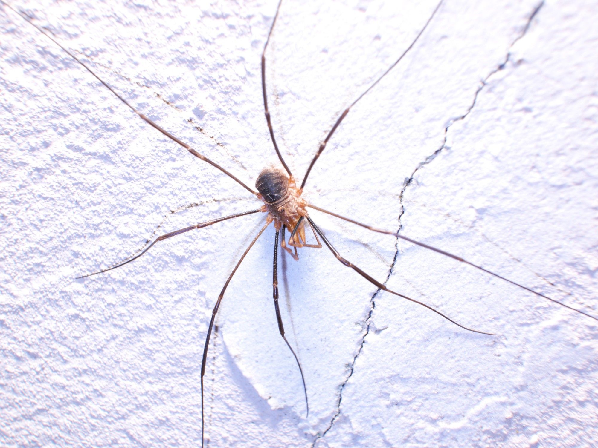 Phalangium opilio, male, with long palps and horn-like projections on its chelicerae.