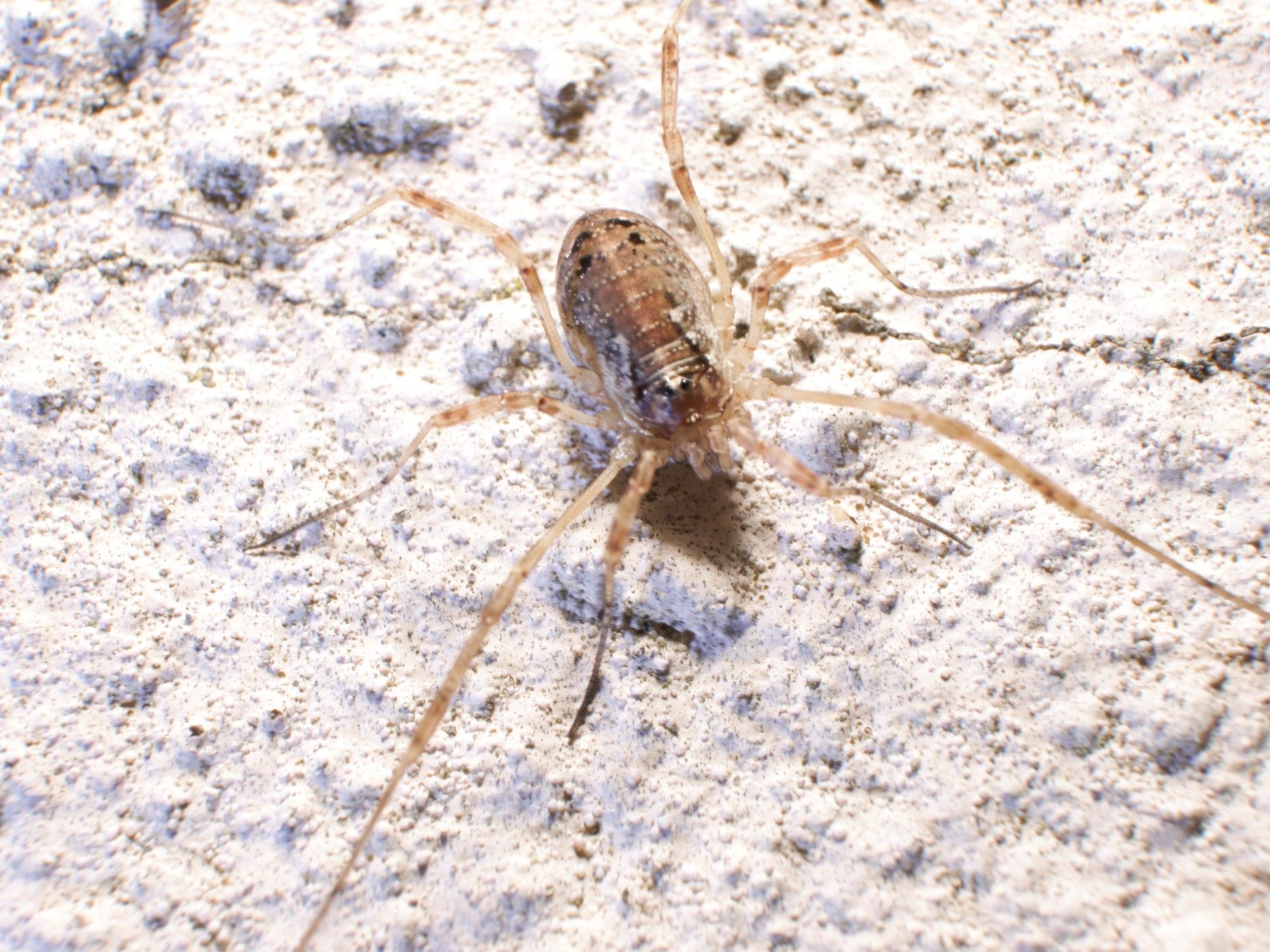 Paroligolophus agrestis, a very common small-ish short legged harvestman.