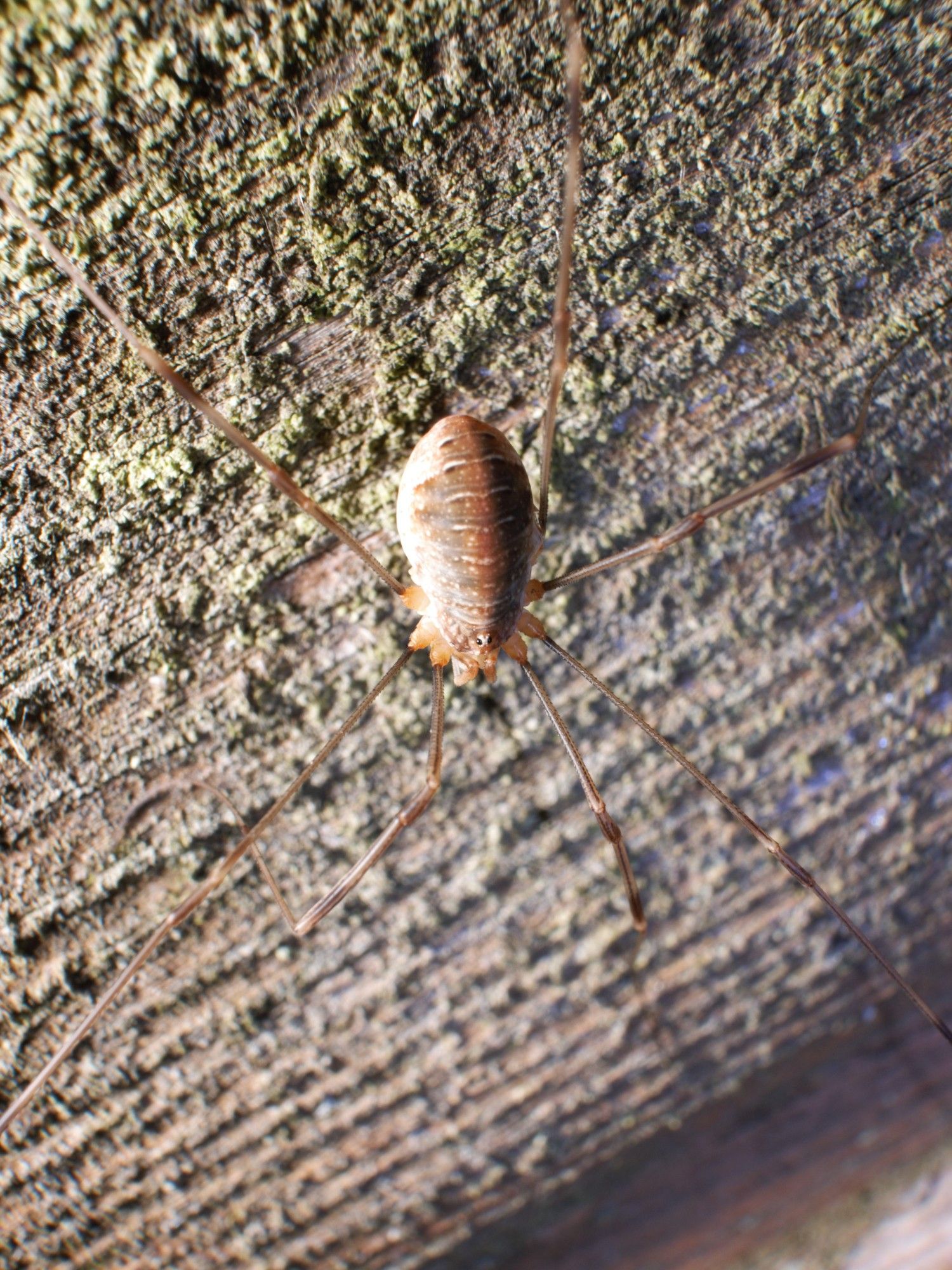 Opilio canestrinii on the shed.