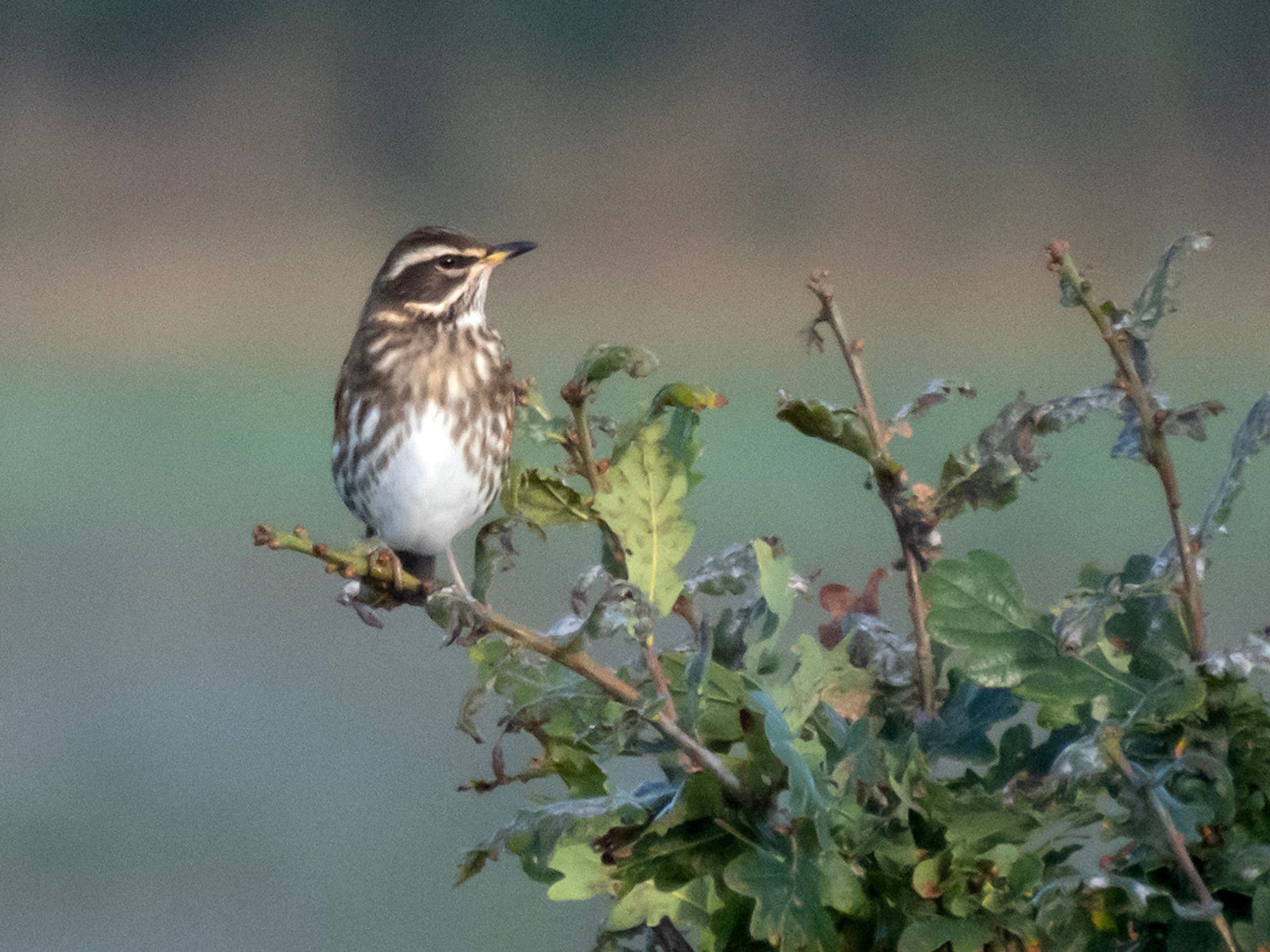 A Redwing perched in an oak tree