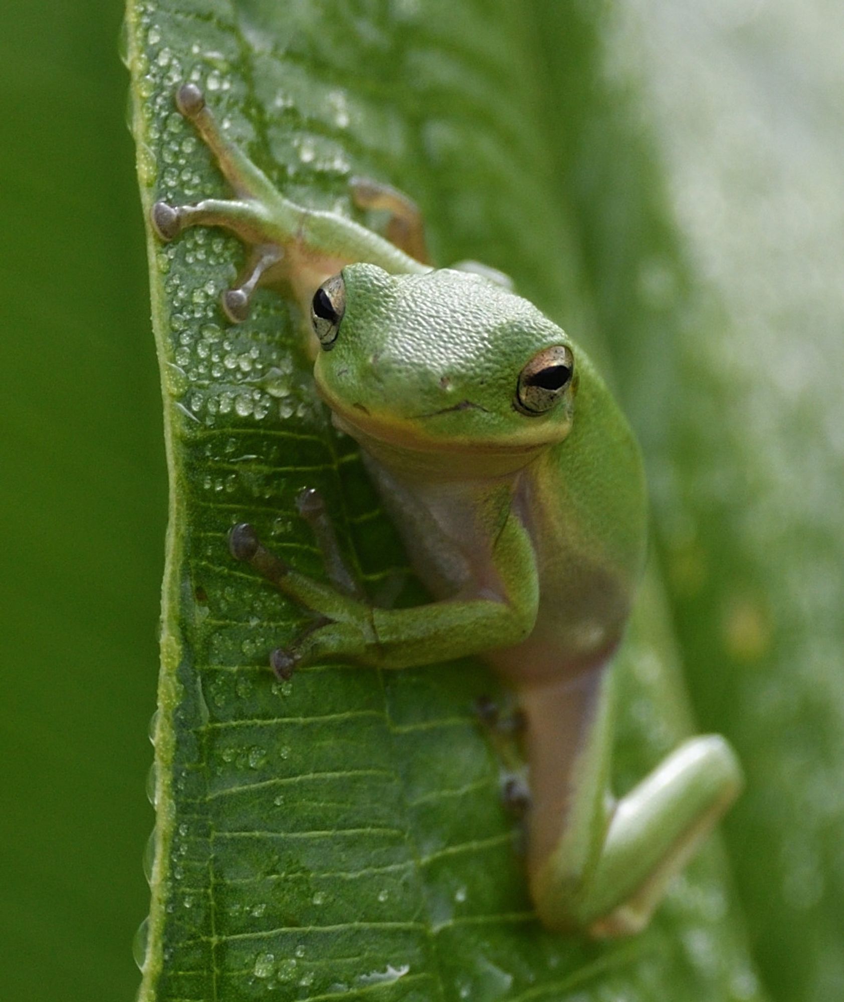 A green tree frog clings to a large green leaf with its webbed feed.  The frog has its head up and is looking toward the camera.  Small droplets of water can be seen on the leaf.