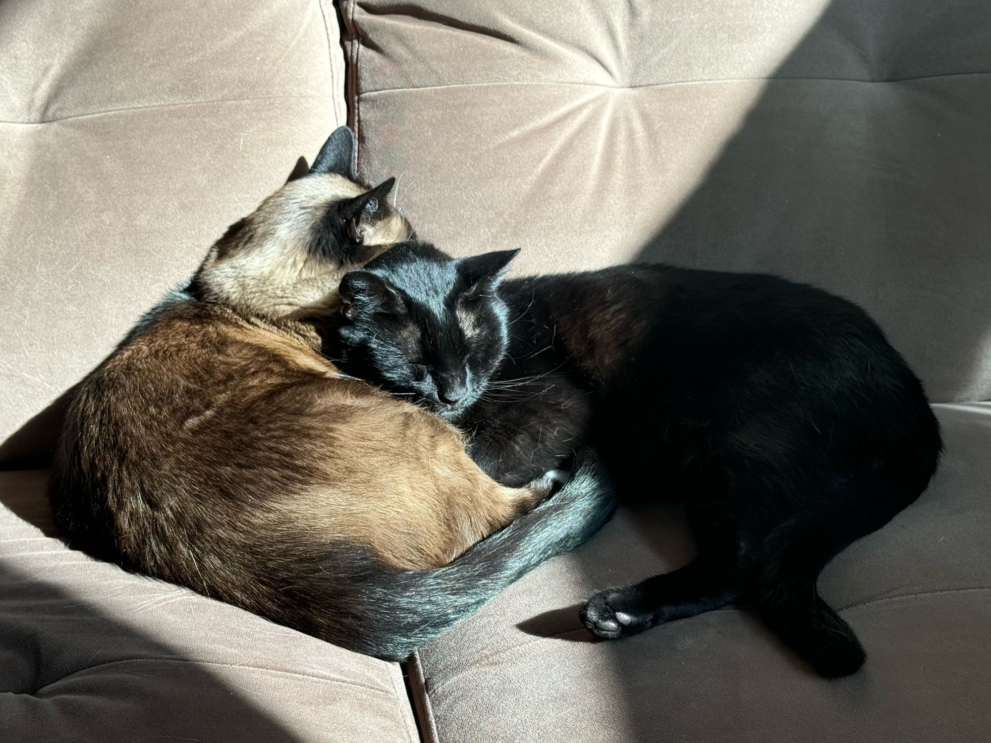 A black and a Siamese cat snuggled with their heads together using each other as pillows in a sunbeam 