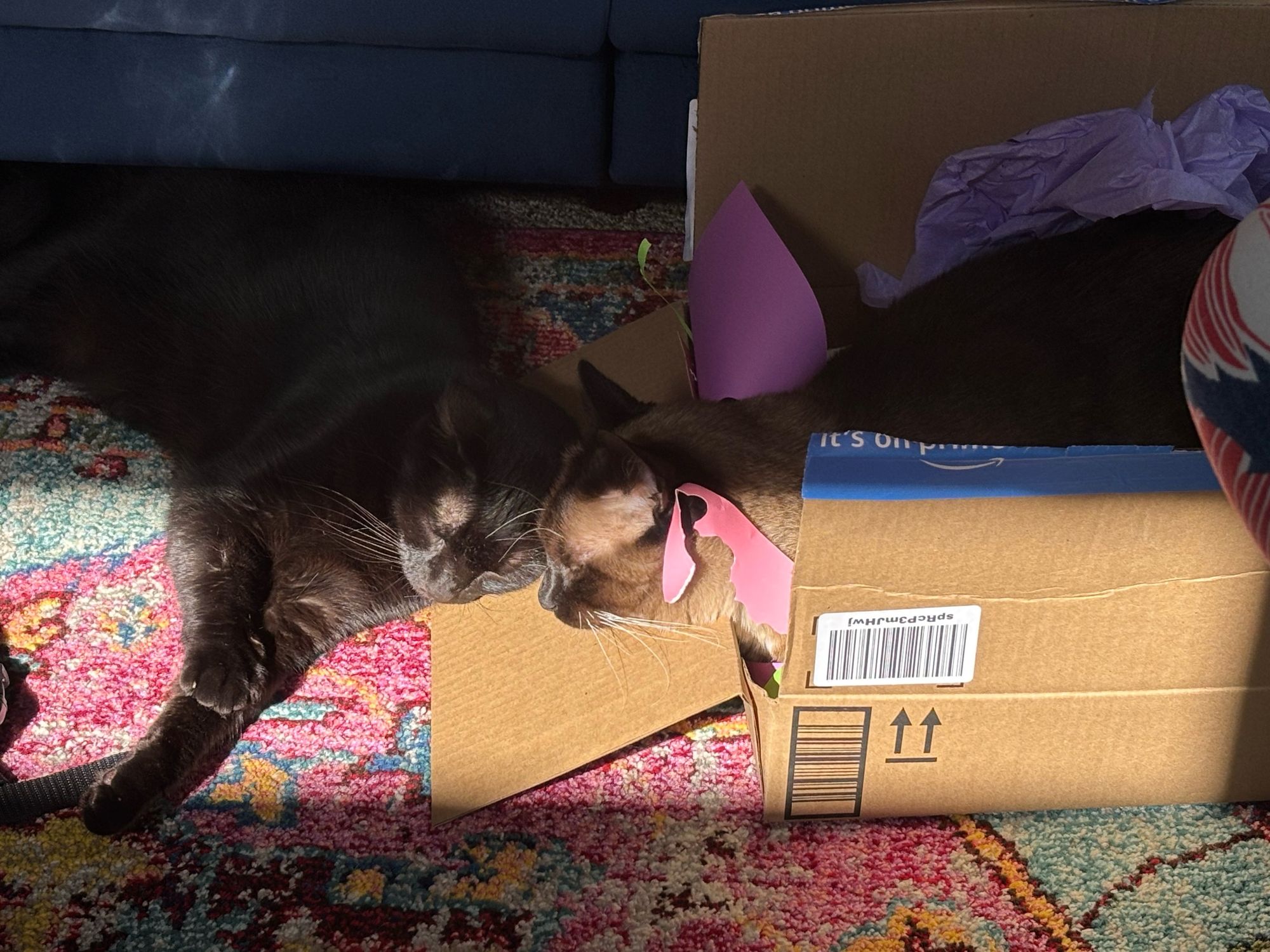 Siamese cat in a box of paper scraps curled up next to his brother who is outside the box. Their heads are together 