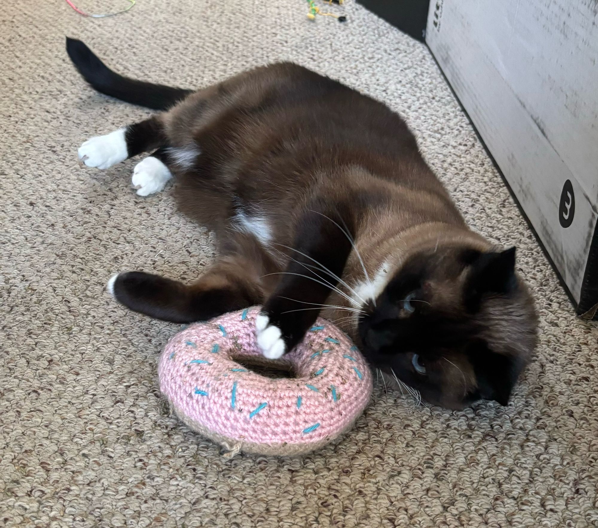 Siamese cat curled up to a crochet donut 