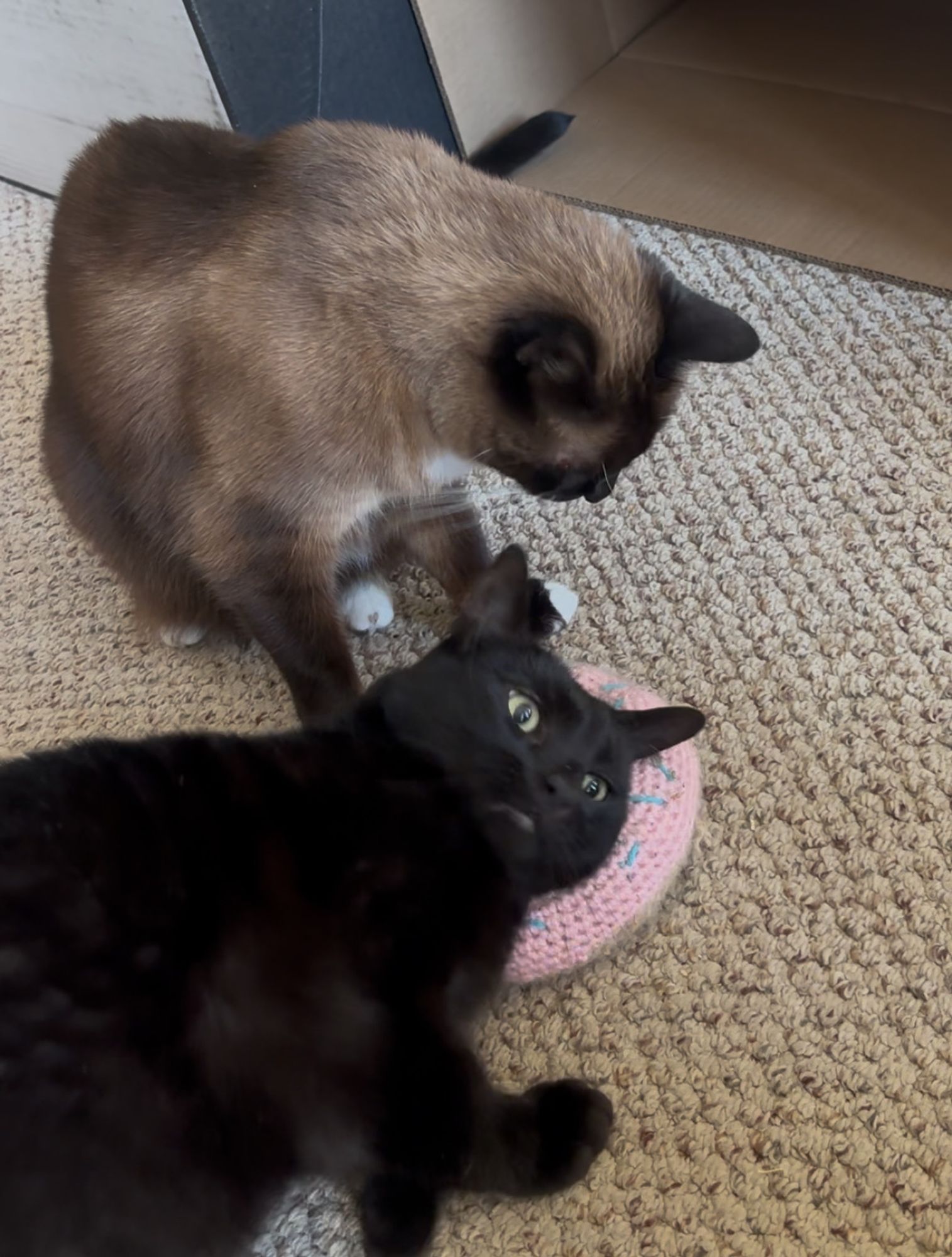 Black cat being a total derp while trying to push his brother off the donut 