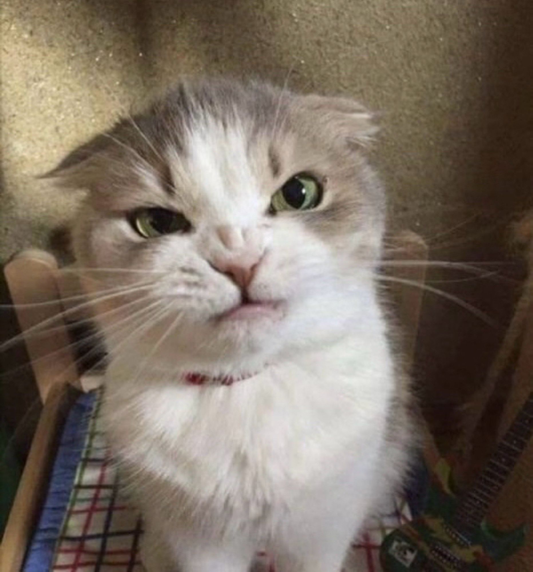 A gray and white kitten whose face expresses "absolute revulsion."
The kitten is cute but obviously not ok with what's going on. 