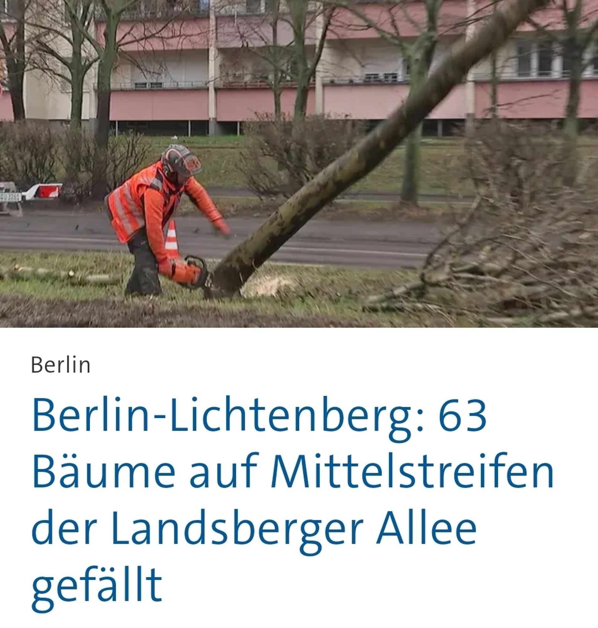 63 Bäume auf Mittelstreifen der Landsberger Allee gefällt.