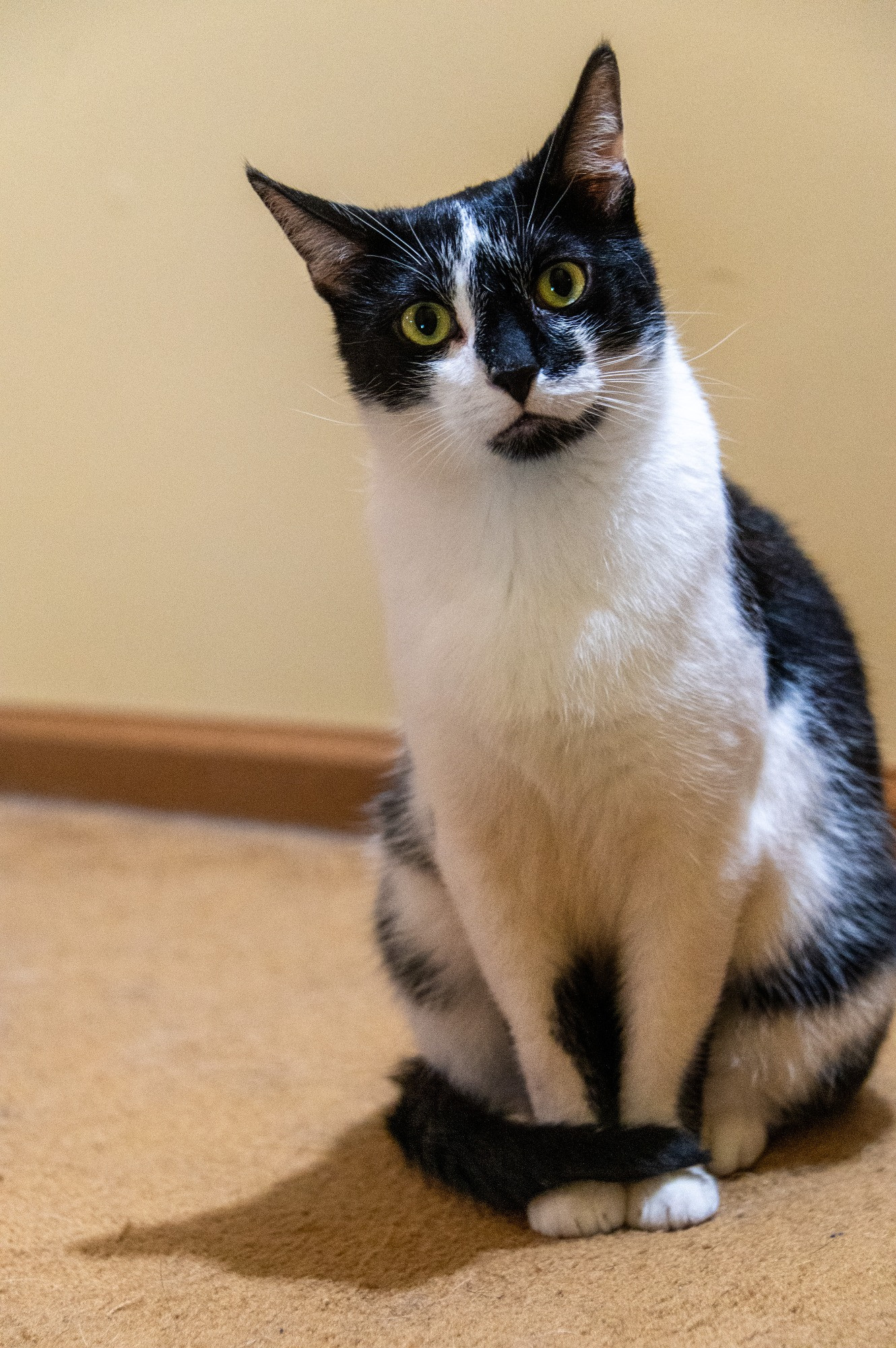 Smudge, looking quite quizzical, indeed. 